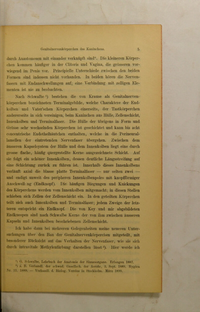 durch Anastomosen mit einander verknüpft sind“. Die kleineren Körper- dien kommen häufiger in der Clitoris und Vagina, die grösseren vor- wiegend im Penis vor. Principielle Unterschiede zwischen den beiden Formen sind indessen nicht vorhanden. In beiden hören die Nerven- fasern mit Endanschwellungen auf; eine Verbindung mit zelligen Ele- menten ist nie zu beobachten. Nach Schwalbel) bestehen die von Krause als Genitalnerven- körperchen bezeichneten Terminalgebilde, welche Charaktere der End- kolben und Vater’schen Körperchen einerseits, der Tastkörperchen andererseits in sich vereinigen, beim Kaninchen aus Hülle, Zellenschicht, Innenkolben und Terminalfaser. Die Hülle der übrigens in Form und Grösse sein- wechselnden Körperchen ist geschichtet und kann bis acht concentrische Endothelhäutchen enthalten, welche in die Perineural- lamellen der eintretenden Nervenfaser übergehen. Zwischen dem äusseren Kapselsystem der Hülle und dem Innenkolben liegt eine durch grosse flache, häufig quergestellte Kerne ausgezeichnete Schicht. Auf sie folgt ein schöner Innenkolben, dessen deutliche Längsstreifung auf eine Schichtung zurück zu führen ist. Innerhalb dieses Innenkolbens verläuft axial die blasse platte Terminalfaser — nur selten zwei — imd endigt unweit des peripheren Innenkolbenpoles mit knopfförmiger Anschwellung (Endknopf). Die häufigen Biegungen und Knickungen des Körperchens werden vom Innenkolben mitgemacht; in diesen Stellen schieben sich Zellen der Zellenschicht ein. In den geteilten Körperchen teilt sicli auch Innenkolben und Terminalfaser; jedem Zweige der letz- teren entspricht ein Endknopf. Die von Key und mir abgebildeten Endknospen sind nach Schwalbe Keine der von ihm zwischen äusseren Kapseln und Innenkolben beschriebenen Zellenschicht. Ich habe dann bei mehreren Gelegenheiten meine neueren Unter- suchungen über den Bau der Gemtalnervenkörperchen mitgeteilt, mit besonderer Rücksicht aut das Verhalten der Nervenfaser, wie sie sich durch intravitale Methylenfärbung darstellen lässt 2). Hier werde ich ') G. Schwalbe, Lehrbuch der Anatomie der Sinnesorgane. Erlangen 1RR7. J) b- Verband!, der scliwed. Gesell sch. der Aerzte, 3. Sept. 1RRO. Hygiea Nr. 11. IHRO. — Verhandl. d. Biolog. Vereins in Stockholm. März 181)0.