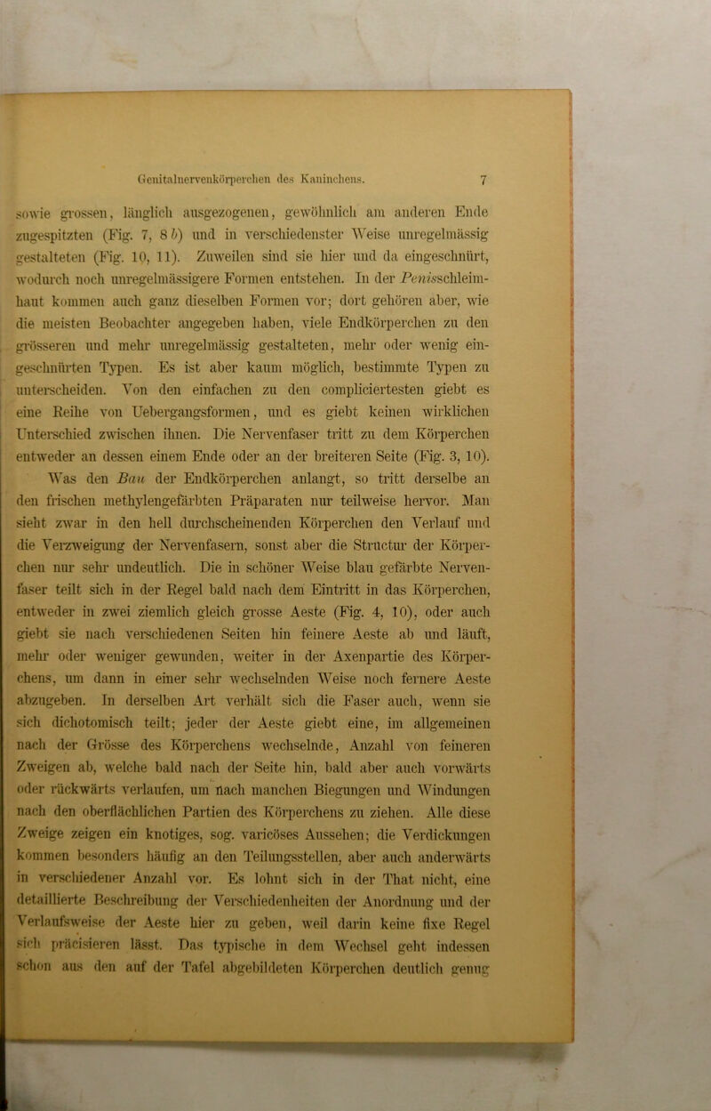 sowie grossen, länglich ausgezogenen, gewöhnlich am anderen Ende zugespitzten (Fig. 7, 8 b) und in verschiedenster Weise unregelmässig gestalteten (Fig. 10, 11). Zuweilen sind sie hier und da eingeschnürt, wodurch noch unregelmässigere Formen entstehen. In der Perasschleim- haut kommen auch ganz dieselben Formen vor; dort gehören aber, wie die meisten Beobachter angegeben haben, viele Endkörperchen zu den grösseren und mehr unregelmässig gestalteten, mehl- oder wenig ein- geschnürten Typen. Es ist aber kaum möglich, bestimmte Typen zu unterscheiden. Von den einfachen zu den compliciertesten giebt es eine Reihe von Uebergangsformen, und es giebt keinen wirklichen Unterschied zwischen ihnen. Die Nervenfaser tritt zu dem Körperchen entweder an dessen einem Ende oder an der breiteren Seite (Fig. 3, 10). Was den Bau der Endkörperchen anlangt, so tritt derselbe an den frischen methylengefärbten Präparaten nur teilweise hervor. Man sieht zwar in den hell durchscheinenden Körperchen den Verlauf und die Verzweigung der Nervenfasern, sonst aber die Strnctur der Körper- chen nur sein* undeutlich. Die in schöner Weise blau gefärbte Nerven- faser teilt sich in der Regel bald nach dem Eintritt in das Körperchen, entweder in zwei ziemlich gleich grosse Aeste (Fig. 4, 10), oder auch giebt sie nach verschiedenen Seiten hin feinere Aeste ab und läuft, mein’ oder weniger gewunden, weiter in der Axenpartie des Körper- chens, um dann in einer sehr wechselnden Weise noch fernere Aeste abzugeben. In derselben Art verhält sich die Faser auch, wenn sie sich dichotomisch teilt; jeder der Aeste giebt eine, im allgemeinen nach der Grösse des Körperchens wechselnde, Anzahl von feineren Zweigen ab, vTelche bald nach der Seite hin, bald aber auch vorwärts oder rückwärts verlaufen, um nach manchen Biegungen und Windungen nach den oberflächlichen Partien des Körperchens zu ziehen. Alle diese Zweige zeigen ein knotiges, sog. varicöses Aussehen; die Verdickungen kommen besonders häufig an den Teilungsstellen, aber auch anderwärts in verschiedener Anzahl vor. Es lohnt sich in der That nicht, eine detaillierte Beschreibung der Verschiedenheiten der Anordnung und der Verlaufsweiße der Aeste hier zu geben, weil darin keine fixe Regel sif’h präcisieren lässt. Das typische in dem Wechsel geht indessen schon aus den auf der Tafel abgebildeten Körperchen deutlich genug