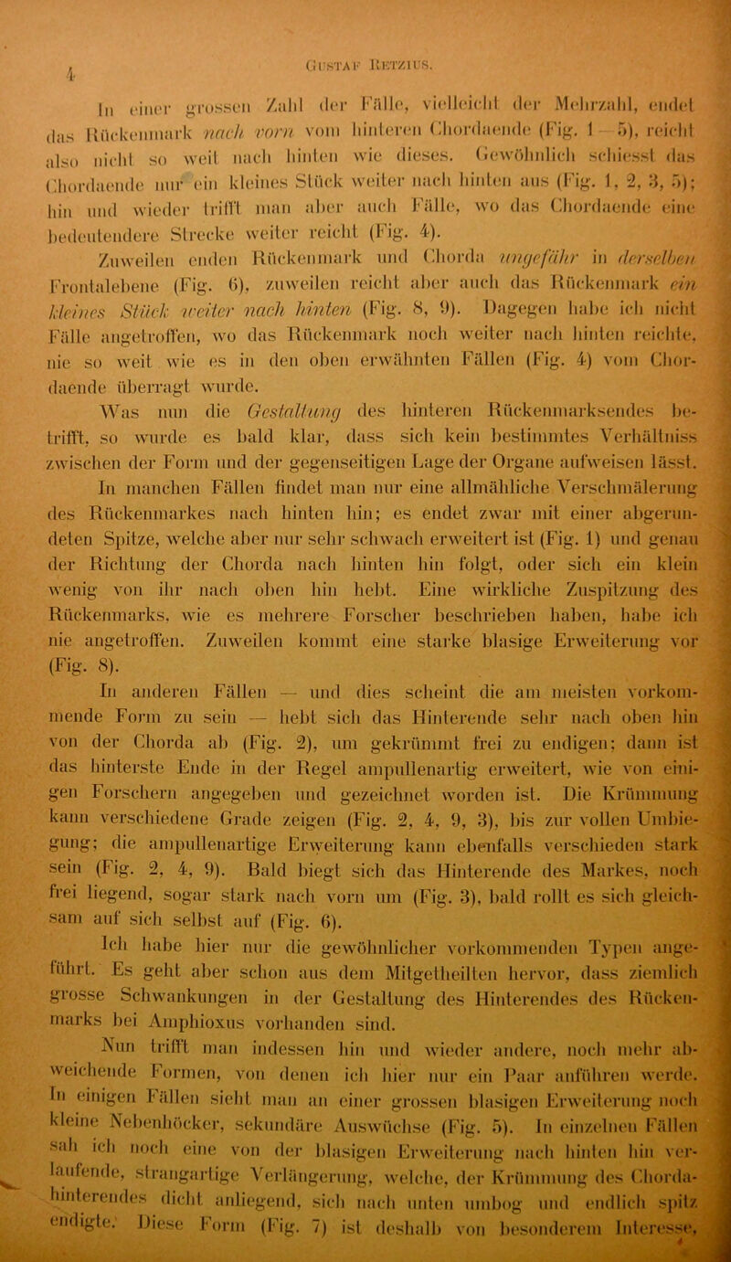 ClnsTAK Kktzius. In (‘iiKM- grosscMi /alil der Frdlo, vicll(‘idit der Melirzald, eiidel das KiU'keiimark mtch vom vom hinteren Cliordaende {Fig. 1 5), reich! also iiichl so weil nacli hiiden wie dieses. (Jewöhidich schiesst das Chordaende nur ein kleines Stück \veiter nach liinten ans (Fig. 1, 2, 3, 5); hin und wieder trilH man al)er mich Fälle, wo das Chordaende eine liedeulendere Strecke weiter reiclit (Fig. 4). Zuweilen enden Rückenmark und Chorda umjefähr in (hr.^dhcH Frontaleliene (Fig. 0), zuweilen reiclit aller auch das Rückenmark ein kleines Stück iceiier nach hinten (Fig. 8, h). Dagegen habe ich nicht Fälle angetrollen, wo das Rückenmark noch weiter nach hinten reiclde, nie so weit wie es in den oben erwähnten Fällen (Fig. 4) vom Chor- daende überragt wurde. Was nun die Gestalhmg des hinteren Rückenmarksendes be- tritft, so wurde es bald klar, dass sich kein bestimmtes Verhältniss zwischen der Form und der gegenseitigen Lage der Organe aufweisen lässt. In manchen Fällen findet man mir eine allmähliche Verschmälerung des Rückenmarkes nach hinten hin; es endet zwar mit einer abgerun- deten Spitze, welche aber nur sehr schwach erweitert ist (Fig. 1) und genau der Richtung der Chorda nach hinten hin folgt, oder sich ein klein wenig von ihr nach oben hin hebt. Eine wirkliche Zuspitzung des Rückenmarks, wie es mehrere Forscher beschrieben haben, habe ich nie angetroffen. Zuweilen kommt eine starke blasige Erweiterung vor (Fig. 8). In anderen Fällen — und dies scheint die am meisten vorkom- mende Form zu sein — hebt sich das Hinterende sehr nach oben hin von der Chorda ab (Fig. 2), um gekrümmt frei zu endigen; dann ist das hinterste Ende in der Regel ampullenartig erweitert, wie von eini- gen Forschern angegeben und gezeichnet worden ist. Die Krümmung kann verschiedene Grade zeigen (Fig. 2, 4, 9, 3), bis zur vollen Umbie- gung; die ampullenartige Erweiterung kann ebenfalls verschieden stark sein (Fig. 2, 4, 9). Bald biegt sich das Hinterende des Markes, noch frei liegend, sogar stark nach vorn um (Fig. 3), bald rollt es sich gleich- sam auf sich selbst auf (Fig. 6). Ich habe hier nur die gewöhnlicher vorkommenden Typen ange- führt. Es geht aber schon aus dem Mitgetheilten hervor, dass ziemlich grosse Schwankungen in der Gestaltung des Hiuterendes des Rücken- marks bei Amphioxus vorhanden sind. Nun trifft man indessen hin und wieder andere, noch mehr ab- weichende Formen, von denen ich hier nur ein Paar anführen werde, ln einigen läHeu sieht man an einer gi’ossen blasigen Erweiterung noch kleine Nehenhöcker, sekundäre Auswüchse (Fig. 5). ln einzelnen Fällen sah ich noch eine von der blasigen Erweiterung nach hinlen hin ver- lautende, sirangartige Verlängerung, welche, der Krümmung des (diorda- hinterendes dicht anliegend, sich nach unten umbog und endlich sjiitz endigte. Diese Form (Fig. 7) ist deshalb von besonderem Interesse.