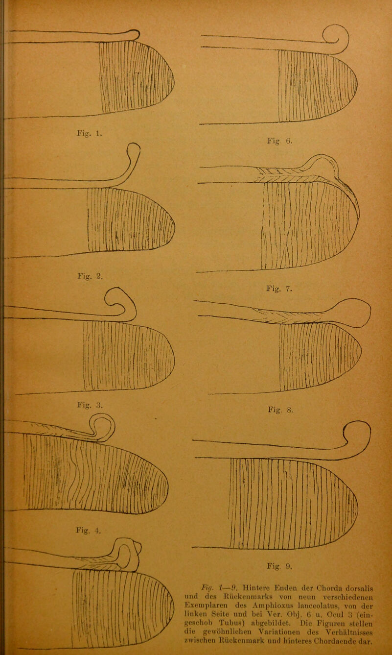 «■ ) V( '■J Fiff. /—!). Hintere Enden der Chorda dorsalis lind des Rückenmarks von neun verschiedenen Exemjilaren des Amithioxus lanceolatns, von der linken Seite und bei Ver. Obj. G u. Ocul d (ein- gcschob Tubus) abgebildet.. Die Figuren stellen die gewöhnliehen Variationen des Verhältnisses zwischen Kücken mark und hinteres Chordaende dar. - /