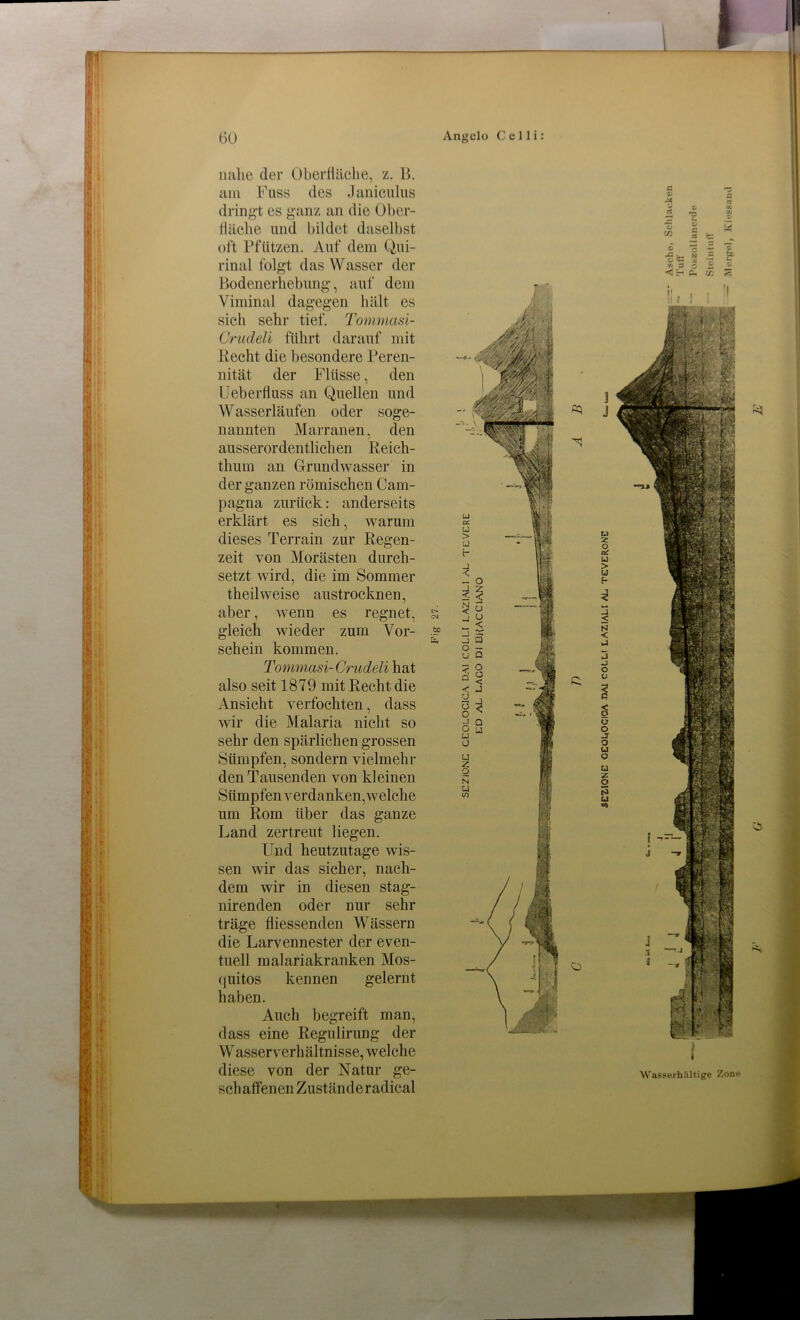 nr s*j I Üfl ' 60 nahe der Oberfläche, z. B. am Fuss des Janiculus dringt es ganz an die Ober- fläche und bildet daselbst oft Pfützen. Auf dem Qui- rinal folgt das Wasser der Bodenerhebung, auf dem Viminal dagegen hält es sich sehr tief. Tommasi- Grudeli führt darauf mit Recht die besondere Peren- nität der Flüsse, den Ueberrtuss an Quellen und Wasserläufen oder soge- nannten Marranen, den ausserordentlichen Reich- thum an Grundwasser in der ganzen römischen Cam- pagna zurück: anderseits erklärt es sich, warum dieses Terrain zur Regen- zeit von Morästen durch- setzt wird, die im Sommer theilweise austrocknen, aber, wenn es regnet, gleich wieder zum Vor- schein kommen. Tommasi-Crudeli hat also seit 1879 mit Recht die Ansicht verfochten, dass wir die Malaria nicht so sehr den spärlichen grossen Sümpfen, sondern vielmehr den Tausenden von kleinen Sümpfen verdanken, welche um Rom über das ganze Land zertreut liegen. Und heutzutage wis- sen wir das sicher, nach- dem wir in diesen stag- nirenden oder nur sehr träge fliessenden Wässern die Larvennester der even- tuell rnalariakranken Mos- quitos kennen gelernt haben. Auch begreift man, eine Regulirung der Wasserverhältnisse, welche diese von der Natur ge- schaffenen Zuständeradical Angelo Celli: _ o i fl a> -4 nz X CJ 2 O o' U > u b < N < vJ J 0 c 1 s u o JS o u o u z o 3 u J Wasserhaltige Zone