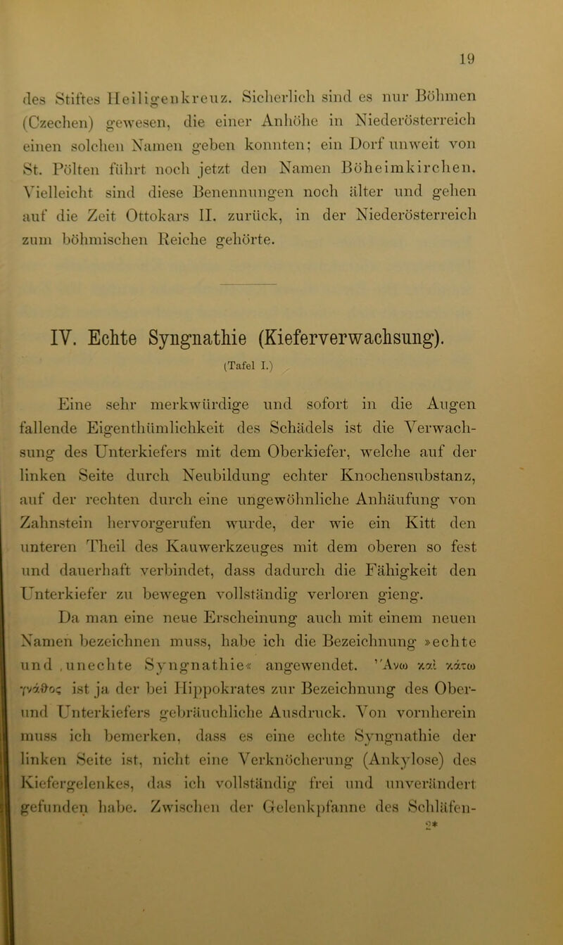 des Stiftes Heiligenkreuz. Sicherlich sind es nur Böhmen (Czechen) gewesen, die einer Anhöhe in Niederösterreich einen solchen Namen geben konnten; ein Dorf unweit von St. Pölten führt noch jetzt den Namen Böheimkirchen. Vielleicht sind diese Benennungen noch älter und gehen auf die Zeit Ottokars II. zurück, in der Niederösterreich zum böhmischen Reiche gehörte. IV. Echte Syngnathie (Kieferverwachsung). (Tafel I.) Eine sehr merkwürdige und sofort in die Augen fallende Eigenthümlichkeit des Schädels ist die Verwach- sung des Unterkiefers mit dem Oberkiefer, welche auf der linken Seite durch Neubildung echter Knochensubstanz, auf der rechten durch eine ungewöhnliche Anhäufung von Zahnstein hervorgerufen wurde, der wie ein Kitt den unteren Theil des Kauwerkzeuges mit dem oberen so fest und dauerhaft verbindet, dass dadurch die Fähigkeit den Unterkiefer zu bewegen vollständig verloren gieng. Da man eine neue Erscheinung auch mit einem neuen Namen bezeichnen muss, habe ich die Bezeichnung »echte und .unechte Syngnathie« angewendet. ’Avco xol xdtto yvd#oc ist ja der bei I lippokrates zur Bezeichnung des Ober- und Unterkiefers gebräuchliche Ausdruck. Von vornherein muss ich bemerken, dass es eine echte Syngnathie der linken Seite ist, nicht eine Verknöcherung (Ankylose) des Kiefergelenkes, das ich vollständig frei und unverändert gefunden habe. Zwischen der Gelenkpfanne des Schläfen-