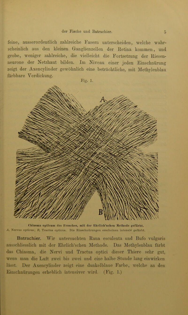 der Fische und Batrachier. 0 feine, ausserorcleutlicli zahlreiche Fasern unterscheiden, welche wahr- scheinlich aus den kleinen Ganglienzellen der Eetina kommen, und grobe, weniger zahlreiche, die vielleicht die Fortsetzung der liiesen- neurone der Netzhaut bilden. Im Niveau einer jeden Einschnürung zeigt der Axencylinder gewöhnlich eine beträchtliche, mit Methylenblau färbbare Verdickung. Fig. 1. CliiaNnia opticiiin des Frosches, mit der Elirlicli’sclieii Mofliode gefärbt. ^1, Xervus opticus; B, Tractus opticus. Die Einschnürungen erscheinen intensiv gefärbt. Batrachier. Wir untersuchten Eana esculenta und Bufo vulgaris ausschliesslich mit der Ehrlich’schen Methode. Das Methylenblau färbt das Chiasma, die Nervi und Tractus optici dieser Thiere sehr gut, wenn man die Luft zwei bis zwei und eine halbe Stunde lang einwirken lässt. Der Axencylinder zeigt eine dunkelblaue Farbe, welche an den Einschnürungen erheblich intensiver wird. (Fig. 1.)