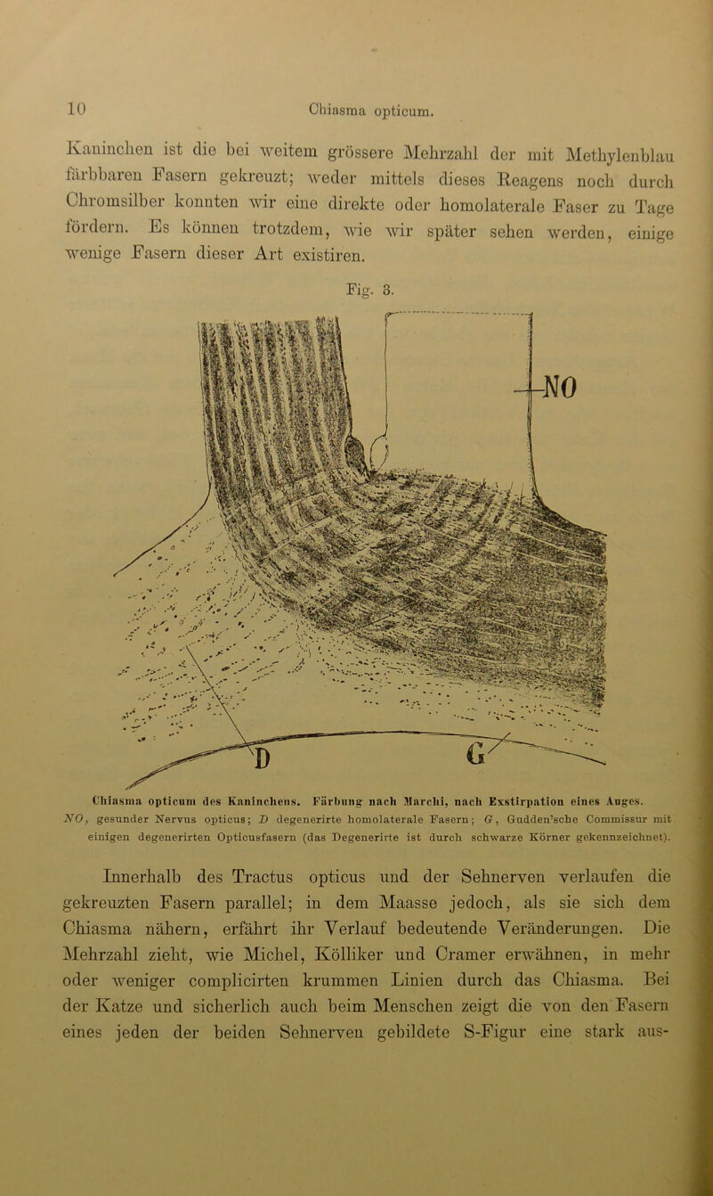 Kauinclien ist die bei weitem grössere Mehrzahl der mit Methylenblau fäibbaieu Fasern gekreuzt| weder mittels dieses Reagens noch durch Chromsilber konnten wir eine direkte oder homolaterale Faser zu Tage löidein. Es können trotzdem, wie wir später sehen werden, einige wenige Fasern dieser Art existiren. Fig. 3. Chiasma opticum des Kaninchens. Färbniig nach Karchi, nach Exstirpation eines Auges. NO, gesunder Nervus opticus; D degenerirte homolaterale Fasern; (?, Gudden’sche Commissur mit einigen degenerirten Opticusfasern (das Degenerirte ist durch schwarze Körner gekennzeichnet). Innerhalb des Tractus opticus und der Sehnerven verlaufen die gekreuzten Fasern parallel; in dem Maasse jedoch, als sie sich dem Chiasma nähern, erfährt ihr Verlauf bedeutende Veränderungen. Die Mehrzahl zieht, wie Michel, Kölliker und Cramer erwähnen, in mehr oder weniger complicirten krummen Linien durch das Chiasma. Bei der Katze und sicherlich auch beim Menschen zeigt die von den Fasern eines jeden der beiden Sehnerven gebildete S-Figur eine stark aus-