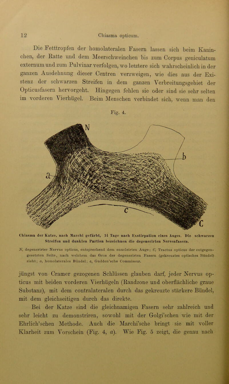 Die Fetttropfen der liomolateralen Fasern lassen sich beim Kanin- chen, der Hatte und dem Meerschweinchen bis zum Corpus geniculatum externumund zum Pulvinar verfolgen, wo letztere sich wahrscheinlich in der ganzen Ausdehnung dieser Centren verzweigen, wie dies aus der Exi- stenz der schwarzen Streifen in dem ganzen Verbreitungsgebiet der Opticusfasern hervorgeht. Hingegen fehlen sie oder sind sie sehr selten im vorderen Vierhügel. Beim Menschen verbindet sich, wenn man den Fig. 4. Cliiasnia der Katze, nach Marclii gefärbt, 14 Tage nach Exstirpation eines Anges. Die schwarzen Streifen und dunklen Partien bezeichnen die degenerirten Xerreiifasem. N, degenerirter Nervus opticus, entsprechend dem enucleirten Auge; C, Tractus opticus der entgegen- gesetzten Seite, nach welchem das Oros der degenerirten Fasern (gekreuztes optisches Bündel) zieht; a, homolaterales Bündel; c, Gudden’sche Commissur. jüngst von Gramer gezogenen Schlüssen glauben darf, jeder Nervus op- ticus mit beiden vorderen Vierhügeln (Randzone und oberflächliche graue Substanz), mit dem contralateralen durch das gekreuzte stärkere Bündel, mit dem gleichseitigen durch das direkte. Bei der Katze sind die gleichnamigen Fasern sehr zahlreich und sehr leicht zu demonstriren, sowohl mit der Grolgi’schen wie mit der Ehrlich’sehen Methode. Auch die Marchi’sche bringt sie mit voller Klarheit zum Vorschein (Fig. 4, a). Wie Fig. 5 zeigt, die genau nach