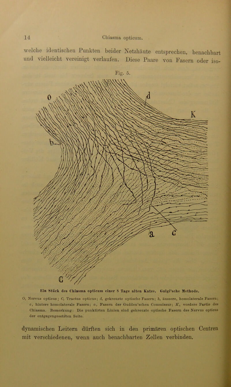 welche identischen Punkten beider Netzhäute entsprechen, benachbart lind vielleicht vereinigt verlaufen. Diese Paare von Fasern oder iso- Fig. 5. Ein Stück des Cliiasma opticum einer 8 Tage alten Katze. Golgi’sclie Methode. 0, Nervus opticus; C, Tractus opticus; ä, gekreuzte optische Fasern; h, äussere, homolaterale Fasern; c, hintere homolaterale Fasern; a, Fasern der Gudden’schen Commissur; JT, vordere Partie des Chiasma. Bemerkung: Die punktirten Linien sind gekreuzte optische Fasern des Nervus opticus der entgegengesetzten Seite. dynamischen Leitern dürften sich in den primären optischen Centreu mit verschiedenen, wenn auch benachbarten Zellen verbinden.