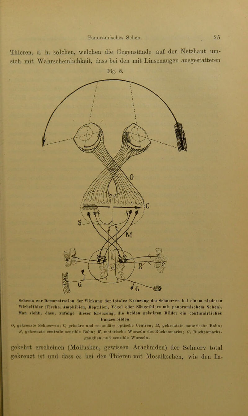 Tbieren, d. b. solcben, welchen die Gegenstände auf der Netzhaut um- sich mit Wahrscheinlichkeit, dass bei den mit Linsenaugen ausgestatteten Fig. 8. Schema zur Denionstmtion der Wirkiinc der totalen Kreuzung des Sehnerven hei einem niederen tVIrhelthier (Fische, Ainpliihien, lte|)tilien, A'ögel oder Siiiigethiere mit pnnornmiscliom Sehen). Man sieht, dass, zufolge dieser Kreuzung, die Iteiden geistigen Bilder ein continnlrliches (Jnnzes bilden. 0, gekreuzte Sehnerven; C, primäre und secundäre optische Centren; If, gekreutzte motorische Bahn; S, gekreuzte centrale sensible Bahn; K, motorische Wurzeln des Rückenmarks; G, Rückenmarks- ganglieu und sensible Wurzeln. gekehrt erscheinen (Mollusken, gewissen Arachuiden) der Sehnerv total gekreuzt ist und dass es bei den Tbieren mit Mosaikschen. wie den Li-