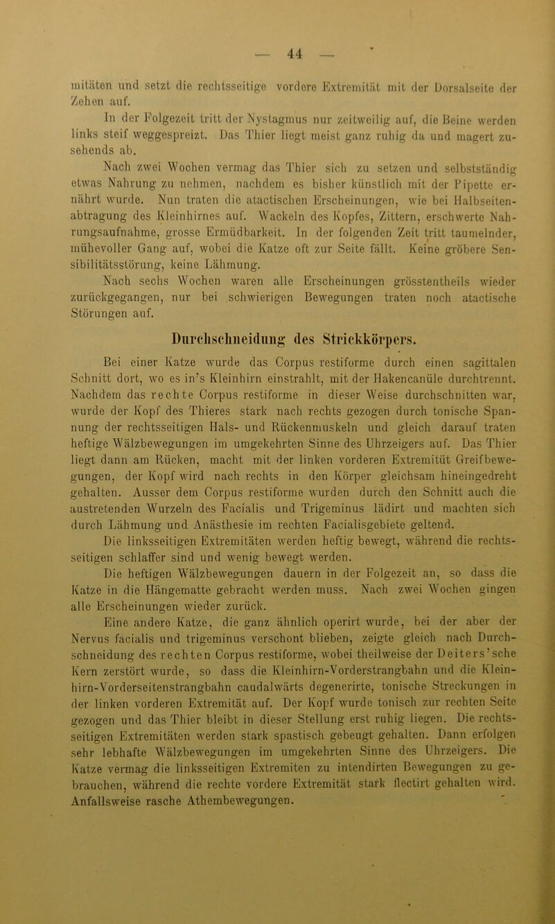 niitäten und setzt die rechtsseitige vordere Extremität mit der Dorsalseite der Zehen auf. ln der Folgezeit tritt der Nystagmus nur zeitweilig auf, die Beine werden links steil weggespreizt. Das Thier liegt meist ganz ruhig da und magert zu- sehends ab. Nach zwei Wochen vermag das Thier sich zu setzen und selbstständig etwas Nahrung zu nehmen, nachdem es bisher künstlich mit der Pipette er- nährt wurde. Nun traten die atactischen Erscheinungen, wie bei Halbseiten- abtragung des Kleinhirnes auf. Wackeln des Kopfes, Zittern, erschwerte Nah- rungsaufnahme, grosse Ermüdbarkeit, ln der folgenden Zeit tritt taumelnder, mühevoller Gang auf, wobei die Katze oft zur Seite fällt. Keine gröbere Sen- sibilitätsstörung, keine Lähmung. Nach sechs Wochen waren alle Erscheinungen grösstentheils wieder zurückgegangen, nur bei schwierigen Bewegungen traten noch atactische Störungen auf. Durclischiieidung des Strickkörpers. Bei einer Katze wurde das Corpus restiforme durch einen sagittalen Schnitt dort, wo es in?s Kleinhirn einstrahlt, mit der Hakencanüle durchtrennt. Nachdem das rechte Corpus restiforme in dieser Weise durchschnitten war, wurde der Kopf des Thieres stark nach rechts gezogen durch tonische Span- nung der rechtsseitigen Hals- und Rückenmuskeln und gleich darauf traten heftige Wälzbewegungen im umgekehrten Sinne des Uhrzeigers auf. Das Thier liegt dann am Rücken, macht mit der linken vorderen Extremitiit Greifbewe- gungen, der Kopf wird nach rechts in den Körper gleichsam hineingedreht gehalten. Ausser dem Corpus restiforme wurden durch den Schnitt auch die austretenden Wurzeln des Facialis und Trigeminus lädirt und machten sich durch Lähmung und Anästhesie im rechten Facialisgebiete geltend. Die linksseitigen Extremitäten werden heftig bewegt, während die rechts- seitigen schlaffer sind und wenig bewegt werden. Die heftigen Wälzbewegungen dauern in der Folgezeit an, so dass die Katze in die Hängematte gebracht werden muss. Nach zwei Wochen gingen alle Erscheinungen wieder zurück. Eine andere Katze, die ganz ähnlich operirt wurde, bei der aber der Nervus facialis und trigeminus verschont blieben, zeigte gleich nach Durch- schneidung des rechten Corpus restiforme, wobei theilweise der Deiters’sche Kern zerstört wurde, so dass die Kleinhirn-Vorderstrangbahn und die Klein- hirn-Vorderseitenstrangbahn caudalwärts degenerirte, tonische Streckungen in der linken vorderen Extremität auf. Der Kopf wurde tonisch zur rechten Seite gezogen und das Thier bleibt in dieser Stellung erst ruhig liegen. Die rechts- seitigen Extremitäten werden stark spastisch gebeugt gehalten. Dann erfolgen sehr lebhafte Wälzbewegungen im umgekehrten Sinne des Uhrzeigers. Die Katze vermag die linksseitigen Extremiten zu intcndirten Bewegungen zu ge- brauchen, während die rechte vordere Extremität stark ilectirt gehalten wird. Anfallsweise rasche Athembewegungen.