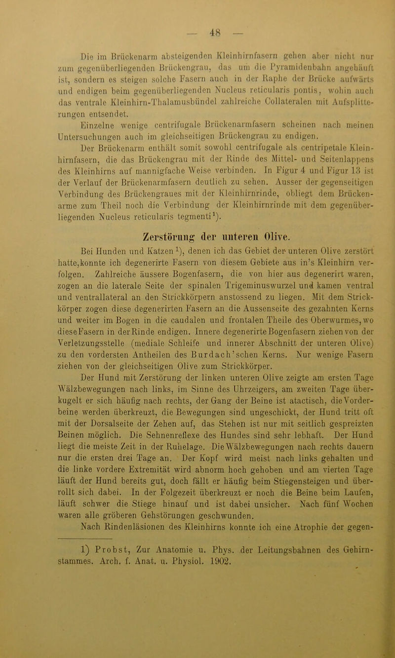 Die im Brückenarm absteigenden Kleinhirnfasern geben aber nicht nur zum gegenüberliegenden Brückengrau, das um die Pyramidenbahn angehäuft ist, sondern es steigen solche Fasern auch in der Raphe der Brücke aufwärts und endigen beim gegenüberliegenden Nucleus reticularis pontis, wohin auch das ventrale Kleinhirn-Thalamusbündel zahlreiche Collateralen mit Aufsplitte- rungon entsendet. Einzelne wenige centrifugale Brückenarmfasern scheinen nach meinen Untersuchungen auch im gleichseitigen Brückengrau zu endigen. Der Brückenarm enthält somit sowohl centrifugale als centripetale Klein- hirnfasern, die das Brückengrau mit der Rinde des Mittel- und Seitenlappens des Kleinhirns auf mannigfache Weise verbinden. In Figur 4 und Figur 13 ist der Verlauf der Brückenarmfasern deutlich zu sehen. Ausser der gegenseitigen Verbindung des ßrückengraues mit der Klcinhirnrinde, obliegt dem Brücken- arme zum Theil noch die Verbindung der Kleinhirnrinde mit dem gegenüber- liegenden Nucleus reticularis tegmenti1). Bei Hunden und Katzen1), denen ich das Gebiet der-unteren Olive zerstört hatte,konnte ich degenerirte Fasern von diesem Gebiete aus in’s Kleinhirn ver- folgen. Zahlreiche äussere Bogenfasern, die von hier aus degenerirt waren, zogen an die laterale Seite der spinalen Trigeminuswurzel und kamen ventral und ventrallateral an den Strickkörpern anstossend zu liegen. Mit dem Strick- körper zogen diese degenerirten Fasern an die Aussenseite des gezahnten Kerns und weiter im Bogen in die caudalen und frontalen Theile des Oberwurmes, wo dieseFasern in der Rinde endigen. Innere degenerirte Bogenfasern ziehen von der Verletzungsstelle (mediale Schleife und innerer Abschnitt der unteren Olive) zu den vordersten Antheilen des Bur dach’sehen Kerns. Nur wenige Fasern ziehen von der gleichseitigen Olive zum Strickkörper. Der Hund mit Zerstörung der linken unteren Olive zeigte am ersten Tage Wälzbewegungen nach links, im Sinne des Uhrzeigers, am zweiten Tage über- kugelt er sich häufig nach rechts, der Gang der Beine ist atactisch, die Vorder- beine werden überkreuzt, die Bewegungen sind ungeschickt, der Hund tritt oft mit der Dorsalseite der Zehen auf, das Stehen ist nur mit seitlich gespreizten Beinen möglich. Die Sehnenreflexe des Hundes sind sehr lebhaft. Der Hund liegt die meiste Zeit in der Ruhelage. Die Wälzbewegungen nach rechts dauern nur die ersten drei Tage an. Der Kopf wird meist nach links gehalten und die linke vordere Extremität wird abnorm hoch gehoben und am vierten Tage läuft der Hund bereits gut, doch fällt er häufig beim Stiegensteigen und über- rollt sich dabei. In der Folgezeit überkreuzt er noch die Beine beim Laufen, läuft schwer die Stiege hinauf und ist dabei unsicher. Nach fünf Wochen waren alle gröberen Gehstörungen geschwunden. Nach Rindenläsionen des Kleinhirns konnte ich eine Atrophie der gegen- 1) Probst, Zur Anatomie u. Phys. der Leitungsbahnen des Gehirn- stammes. Arch. f. Anat. u. Physiol. 1902. Zerstörung (1er unteren Olive.