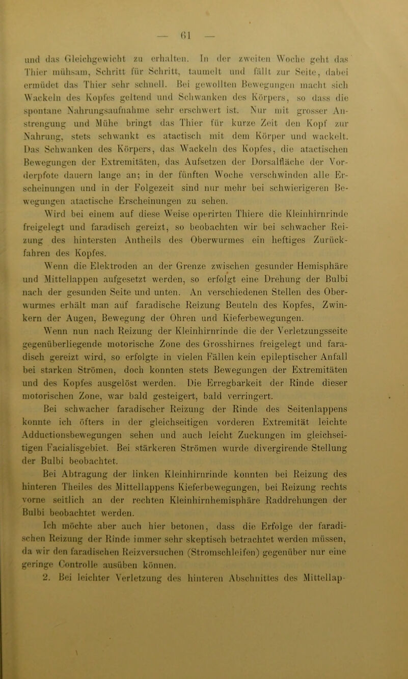 <;i und (Ins Gleichgewicht zu erhalten. In der zweiten Woche geht das Thier mühsam, Schritt für Schritt, taumelt und lallt zur Seite, dabei ermüdet das Thier sehr schnell. Bei gewollten Bewegungen macht sich Wackeln des Kopfes geltend und Schwanken des Körpers, so dass die spontane Nahrungsaufnahme sehr erschwert ist. Nur mit grosser An- strengung und Mühe bringt das Thier für kurze Zeit den Kopf zur Nahrung, stets schwankt es atactisch mit dem Körper und wackelt. Das Schwanken des Körpers, das Wackeln des Kopfes, die atactischen Bewegungen der Extremitäten, das Aufsetzen der Dorsalfläche der Vor- derpfote dauern lange an; in der fünften Woche verschwinden alle Er- scheinungen und in der Folgezeit sind nur mehr bei schwierigeren Be- wegungen atactische Erscheinungen zu sehen. Wird bei einem auf diese Weise operirten Thiere die Kleinhimritide freigelegt und faradisch gereizt, so beobachten wir bei schwacher Rei- zung des hintersten Antheils des Oberwurmes ein heftiges Zurück- fahren des Kopfes. Wenn die Elektroden an der Grenze zwischen gesunder Hemisphäre und Mittellappen aufgesetzt werden, so erfolgt eine Drehung der Bulbi nach der gesunden Seite und unten. An verschiedenen Stellen des Ober- wunnes erhält man auf faradische Reizung Beuteln des Kopfes, Zwin- kern der Augen, Bewegung der Ohren und Kieferbewegungen. Wenn nun nach Reizung der Kleinhirnrinde die der Verletzungsseite gegenüberliegende motorische Zone des Grosshirnes freigelegt und fara- disch gereizt wird, so erfolgte in vielen Fällen kein epileptischer Anfall bei starken Strömen, doch konnten stets Bewegungen der Extremitäten und des Kopfes ansgelöst werden. Die Erregbarkeit der Rinde dieser motorischen Zone, war bald gesteigert, bald verringert. Bei schwacher faradischer Reizung der Rinde des Seitenlappens konnte ich öfters in der gleichseitigen vorderen Extremität leichte Adductionsbewegungen sehen und auch leicht Zuckungen im gleichsei- tigen Facialisgebiet. Bei stärkeren Strömen wurde divergirende Stellung der Bulbi beobachtet. Bei Abtragung der linken Kleinhirnrinde konnten bei Reizung des hinteren Theiles des Mittellappens Kieferbewegungen, bei Reizung rechts vorne seitlich an der rechten Kleinhirnhemisphäre Raddrehungen der Bulbi beobachtet werden. Ich möchte aber auch hier betonen, dass die Erfolge der faradi- schen Reizung der Rinde immer sehr skeptisch betrachtet werden müssen, da wir den faradischen Reizversuchen (Stromschleifen) gegenüber nur eine geringe Controlle ausüben können.