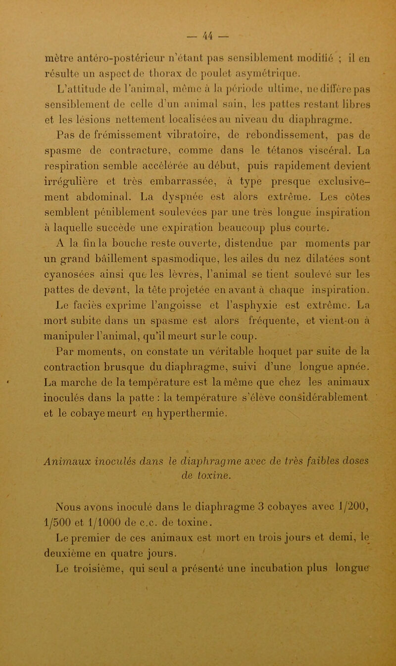 mètre antéro-postérieur n’étant pas sensiblement modifié ; il en résulte un aspect de thorax de poulet asymétrique. L’attitude de l’animal, meme à la période ultime, ne diffère pas sensiblement de colle d’un animal sain, les pattes restant libres et les lésions nettement localisées au niveau du diaphragme. Pas de frémissement vibratoire, de rebondissement, pas de spasme de contracture, comme dans le tétanos viscéral. La respiration semble accélérée au début, puis rapidement devient irrégulière et très embarrassée, «à type presque exclusive- ment abdominal. La dyspnée est alors extrême. Les côtes semblent péniblement soulevées par une très longue inspiration à laquelle succède une expiration beaucoup plus courte. A la fin la bouche reste ouverte, distendue par moments par un grand bâillement spasmodique, les ailes du nez dilatées sont cyanosées ainsi que les lèvres, l’animal se tient soulevé sur les pattes de devant, la tête projetée en avant à chaque inspiration. Le faciès exprime l’angoisse et l’asphyxie est extrême. La mort subite dans un spasme est alors fréquente, et vient-on à manipuler l’animal, qu’il meurt sur le coup. Par moments, on constate un véritable hoquet par suite de la contraction brusque du diaphragme, suivi d’une longue apnée. La marche de la température est la même que chez les animaux inoculés dans la patte : la température s’élève considérablement et le cobaye meurt en hyperthermie. Animaux inoculés clans le diaphragme avec de très faibles doses de toxine. Nous avons inoculé dans le diaphragme 3 cobayes avec J/200, 1/500 et 1/1000 de c.c. de toxine. Le premier de ces animaux est mort en trois jours et demi, le deuxième en quatre jours. Le troisième, qui seul a présenté une incubation plus longue