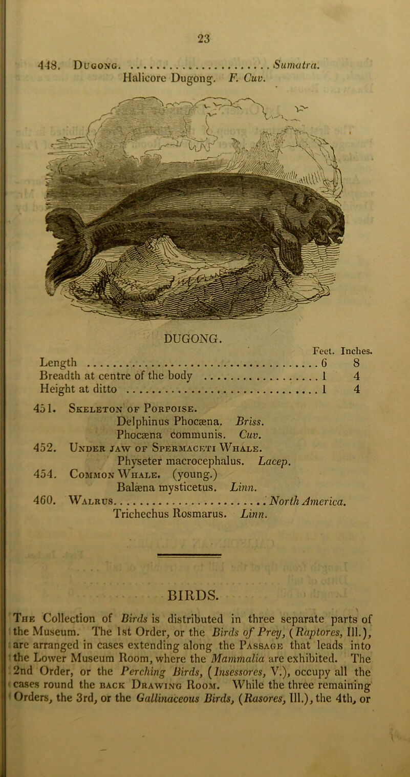 4-48, Dugong Sunwtra. Halicore Dugong. F. Cuv. DUGONG. Feet. Inches. Length 6 8 Breadth at centre of the body 1 4 Height at ditto 1 4 451. Skeleton OF Porpoise. Delphinus Phoceena. Briss. Phocsena communis. Cuv. 452. Under jaw of Spermacf.ti Whale. Physeter macrocephalus. Lacep. 454, Common Whale, (young.) Balaena mysticetus. Linn. 460. Walrus North America. Trichechus Rosmarus. Linn. BIRDS. \ 'The Collection of Birds is distributed in three separate parts of ; the Mu.seum. The 1st Order, or the Birds of Prey, {Raptores, 111.), iare arranged in cases extending along the Passage that leads into 1 the Lower Museum Room, where the Mammalia are exhibited. The :2nd Order, or the Perching Birds, {Insessores, V.), occupy all the teases round the back Drawing Room. While the three remaining < Orders, the 3rd, or the Gallinaceous Birds, {Rasores, 111.), the 4th, or