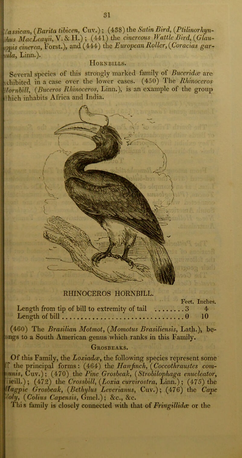'assican, {Barita tibicen, Cuv.); (438) the Satin Bird, {Ptilinorhyn- bus MacLiayii, V. & II.) ; (441) tlie cinereous Wattle Bird, {Glau- i-ypis cinerea, Forst.), and (444) the European Roller, {Coracias gar- I'iula, Linn.). Hoknbills. Several species of this strongly marked family of Buceridee are sihibited in a case over the lower cases. (450) The Rhinoceros ilornbill, {Buceros Rhinoceros, Linn.), is an example of the group hich inhabits Africa and India. RHINOCEROS HORNBILL. Feet. Inches. Length from tip of bill to extremity of tail 3 4 Length of bill 0 10 (4G0) The Brasilian Motmot, (^Momotus Brasiliensis, Lath.), be- ings to a South American genus which ranks in this Family. Grosbeaks. Of this Family, the Loxiadee, the following species represent some ff the principal forms: (464) \he Harvjinch, {Coccothraustes coni- mnis, Cuv.); (470) the Pine Grosbeak, {Strobilophaga enucleator, ieill.); (472) the Crossbill, (Loxia curvirostra, Linn.); (475) the Ifagpie Grosbeak, {Bethylus Leverianus, Cuv.); (476) the Cape •'oly, {Coitus Capensis, Gmel.); &c., &c. Tlii s family is closely connected with that of Fringillidce or the