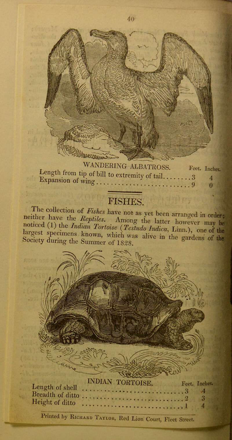 I f 1 11 INDIAN TORTOISE. Feet. Indies. Length of shell o 4 Breadth of ditto o \ Height of ditto \ 4 i’rinted by Richaiu) Taylor, Red Lion Court,l^'lcet WANDERING ALBATROSS. Feet. Ind.e Length from tip of bill to extremity of tail 3 4 Expansion of wing q ^ FISHES. A r Among the latter however mav noticed (1) the Indian Tortoise {Testudo Indica, Linn.) one of thel latest specimens known, whicUas alive in tlm ^ Society during the Summer of 1828. °