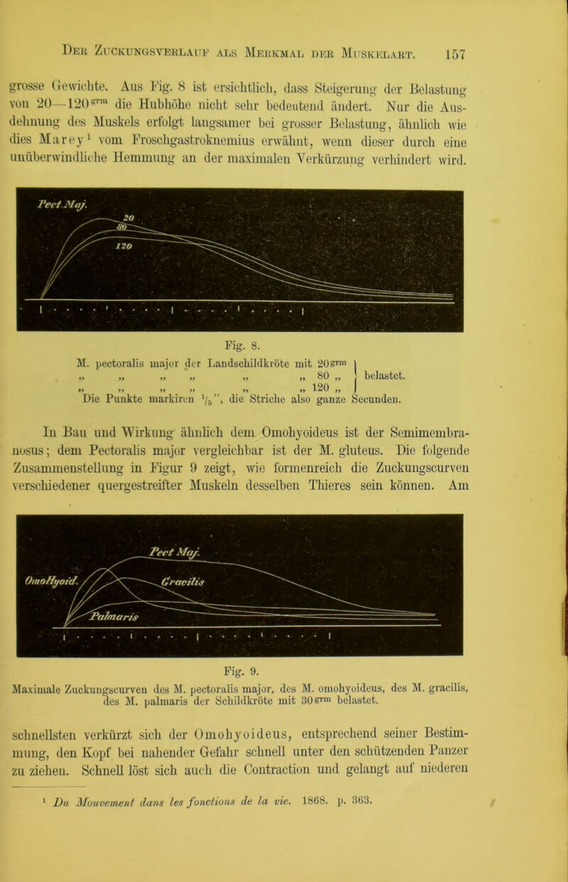 grosse Gewichte. Aus Fig. 8 ist ersichtlich, dass Steigerung der Belastung von 20—120grm die Hubhöhe nicht sehr bedeutend ändert. Nur die Aus- dehnung des Muskels erfolgt langsamer bei grosser Belastung, ähnlich wie dies Marey1 vom Froschgastroknemius erwähnt, wenn dieser durch eine unüberwindliche Hemmung an der maximalen Verkürzung verhindert wird. In Bau und Wirkung ähnlich dem Omohyoideus ist der Semimembra- nosus; dem Pectoralis major vergleichbar ist der M. gluteus. Die folgende Zusammenstellung in Figur 9 zeigt, wie formenreich die Zuckungscurven verschiedener quergestreifter Muskeln desselben Thieres sein können. Am Fig. 9. Maximale Zuckungscurven des M. pectoralis major, des M. omohyoideus, des M. gracilis, des M. palmaris der Schildkröte mit 308rm belastet. schnellsten verkürzt sich der Omohyoideus, entsprechend seiner Bestim- mung, den Kopf bei nahender Gefahr schnell unter den schützenden Panzer zu ziehen. Schnell löst sich auch die Contraction und gelangt auf niederen Du Mouvement dans les fonctions de In vie. 1868. p. 363. 1