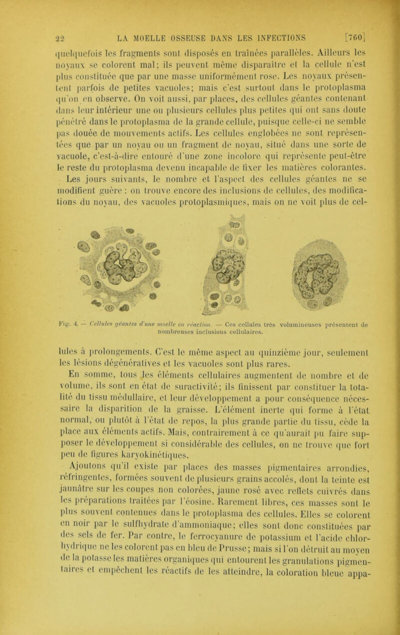 (liu‘l(luerois les fragments soiil disposés en li-aîiiécs j)arallèles. Ailleurs les noyaux se colorent mal; ils peuvent uiènu' dispai'ailrc et la cellule n'est plus constituée que par une masse uniformémeni ros(‘. Les noyaux présen- lenl parfois de petites vacuoles; mais c'esl surloul dans le proloplasma qu'on (Ml observe. On voit aussi, [)ar places, des cellules géantes contenant dans leur intérieur une ou plusieurs cellules jdus petiles (pu ont sans doute [léiiétré dans le protoplasma de la grande cellule, i)uis(pie celle-ci ne semble [las douée de mouvemeids actifs. Les cellules englobées ne sont rei)résen- tées que par un noyau ou un fragment de noyau, situé dans une sorte de vacuole, c’est-à-dire entouré d'une zone incolore qui i-eprésenle peut-être 1e reste du protoplasma devenu incapable de lixer les matières colorantes. Les jours suivants, le nombre et l'aspect des cellules géantes ne se modifient guère : on ti-onve encore des inclusions de cellules, des modifica- tions du noyau, des vacuoles protoplasmiiiues, mais on ne voit plus de cel- Fig. 4. — Celhilex fjéanles d'une moelle en réacHun — Cos cellules trôs volumineuses iirésentent do nombreuses inclusions cellulaires. Iules à |irolongements. C’est le même aspect an quinzième jour, seulement les lésions dégénéralives et les vacuoles sont plus rares. En somme, tous les éléments cellulaires augmentent de nombi'e et de volume, ils sont en étal ib' suractivité; ils Unissent par constituer la tota- lité du tissu médullaire, et leur développement a pour consé(|uence néces- saire la disparition de la graisse. L'élément inerte qui forme à l'état normal, ou plutôt a 1 état de ix'pos, la plus grande partie du tissu, cède la place aux éléments actifs. Mais, contrairement à ce qu'aurait pu faire sup- poser le dévelop}iement si considérable des cellules, on ne trouve que fort peu de figures karyokinétiiiues. Ajoutons (|u’il existe jiar places des masses pigmentaii’es arrondies, réfringentes, formées souvent de plusieurs gi'ains accolés, dont la teinte est jaunâtre sur les coupes non colorées, jaune rosé avec rellets cuivrés dans les préparations traitées pai- l'éosine. Rarement libres, ces masses sont le ])lus souvent contenues dans le proloplasma des cellules. Elles se colorent en noir par le sulfhydi-ate d'ammoniaque; elles sont donc constituées pai des sels de fer. Par contre, le ferrocyanure de potassium et l'acide cblor- bydri(|ue ne les colorent pas en bleu de Prusse; mais si l'on détruit au moyen de la potasse les matières organi(|ues (|ui entourent les granulations pigmen- taires et empêchent les réactifs de les atteindre, la coloration bleue appa-