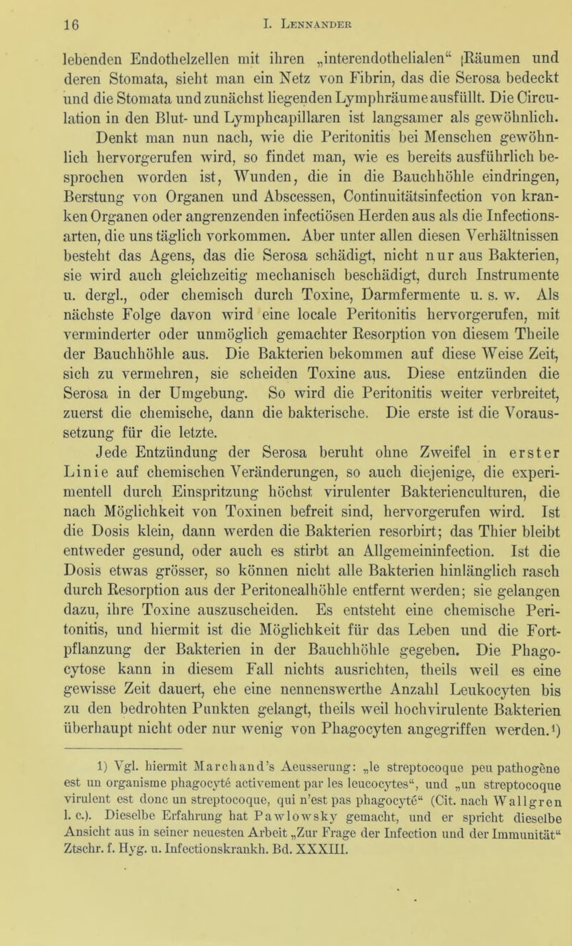 lebenden Endothelzellen mit ihren „interendothelialen“ (Räumen und deren Stomata, sieht man ein Netz von Fibrin, das die Serosa bedeckt und die Stomata und zunächst liegenden Lymphräume ausfüllt. Die Circu- lation in den Blut- und Lymphcapillaren ist langsamer als gewöhnlich. Denkt man nun nach, wie die Peritonitis bei Menschen gewöhn- lich hervorgerufen wird, so findet man, wie es bereits ausführlich be- sprochen worden ist, Wunden, die in die Bauchhöhle eindringen, Berstung von Organen und Abscessen, Continuitätsinfection von kran- ken Organen oder angrenzenden infectiösen Herden aus als die Infections- arten, die uns täglich Vorkommen. Aber unter allen diesen Verhältnissen besteht das Agens, das die Serosa schädigt, nicht nur aus Bakterien, sie wird auch gleichzeitig mechanisch beschädigt, durch Instrumente u. dergl., oder chemisch durch Toxine, Darmfermente u. s. w. Als nächste Folge davon wird eine locale Peritonitis hervorgerufen, mit verminderter oder unmöglich gemachter Resorption von diesem Tbeile der Bauchhöhle aus. Die Bakterien bekommen auf diese Weise Zeit, sich zu vermehren, sie scheiden Toxine aus. Diese entzünden die Serosa in der Umgebung. So wird die Peritonitis weiter verbreitet, zuerst die chemische, dann die bakterische. Die erste ist die Voraus- setzung für die letzte. Jede Entzündung der Serosa beruht ohne Zweifel in erster Linie auf chemischen Veränderungen, so auch diejenige, die experi- mentell durch Einspritzung höchst virulenter Bakterienculturen, die nach Möglichkeit von Toxinen befreit sind, hervorgerufen wird. Ist die Dosis klein, dann werden die Bakterien resorbirt; das Thier bleibt entweder gesund, oder auch es stirbt an Allgemeininfection. Ist die Dosis etwas grösser, so können nicht alle Bakterien hinlänglich rasch durch Resorption aus der Peritonealhöhle entfernt werden; sie gelangen dazu, ihre Toxine auszuscheiden. Es entsteht eine chemische Peri- tonitis, und hiermit ist die Möglichkeit für das Lehen und die Fort- pflanzung der Bakterien in der Bauchhöhle gegeben. Die Pliago- cytose kann in diesem Fall nichts ausrichten, theils weil es eine gewisse Zeit dauert, ehe eine nennenswerthe Anzahl Leukocyten bis zu den bedrohten Punkten gelangt, theils weil hochvirulente Bakterien überhaupt nicht oder nur wenig von Phagocyten angegriffen werden.* 1) 1) Vgl. hiermit Marchand’s Aeusserung: „le streptocoque peu pathogene est un organisme phagocyte activement par les leucocytes“, und „un streptocoque virulent est donc un streptocoque, qui n’est pas phagocyte“ (Cit. nach Wallgrcn 1. c.). Dieselbe Erfahrung hat Pawlowsky gemacht, und er spricht dieselbe Ansicht aus in seiner neuesten Arbeit „Zur Frage der Infection und der Immunität“ Ztschr. f. Hyg. u. Infectionskrankh. Bd. XXXIII.