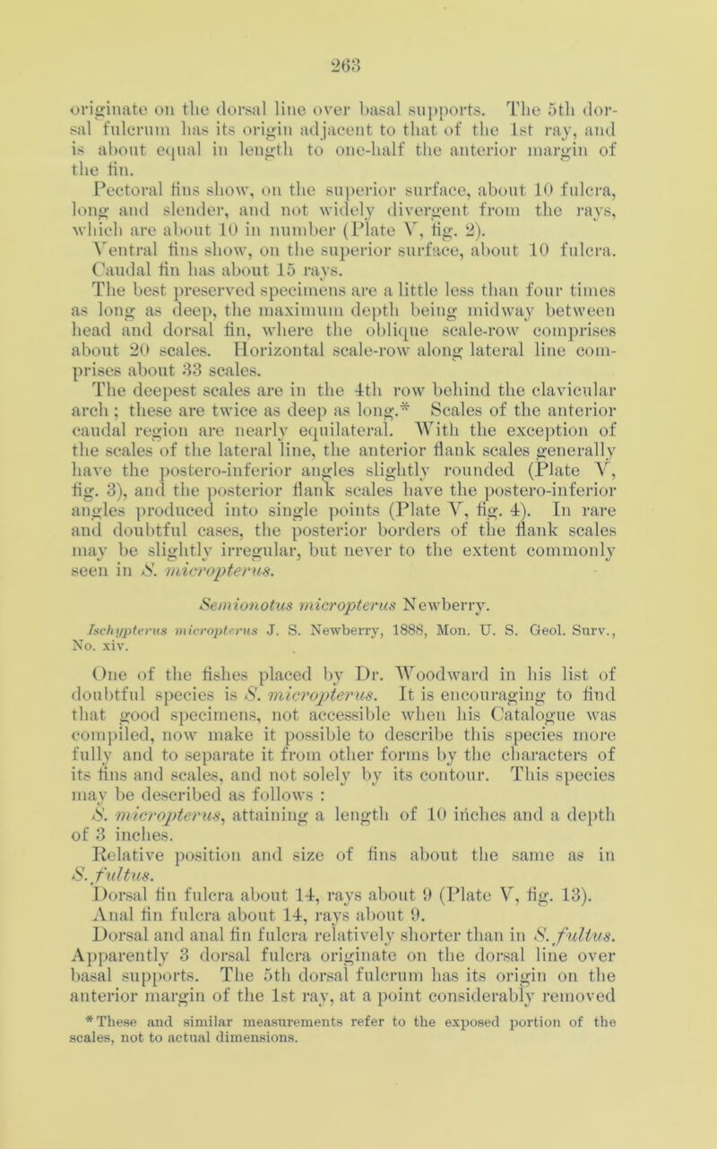 originate on the dorsal line over basal supports. The 5th dor- sal fulcrum has its origin ad jacent to that of the 1st ray, and is about equal in length to one-half the anterior margin of the tin. Pectoral tins show, on the superior surface, about 10 fulcra, long and slender, and not widely divergent from the rays, which are about 10 in number (Plate V, tig. 2). Ventral tins show, on the superior surface, about 10 fulcra. Caudal tin has about 15 rays. The best preserved specimens are a little less than four times as long as deep, the maximum depth being midway between head and dorsal tin, where the oblique scale-row comprises about 20 scales. Horizontal scale-row along lateral line com- prises about 33 scales. The deepest scales are in the 1th row behind the clavicular arch ; these are twice as deep as long.* Scales of the anterior caudal region are nearly equilateral. With the exception of the scales of the lateral line, the anterior flank scales generally have the postero-inferior angles slightly rounded (Plate Ar, tig. 3), and the posterior flank scales have the postero-inferior angles produced into single points (Plate V, fig. 1). In rare and doubtful cases, the posterior borders of the flank scales may be slightly irregular, but never to the extent commonly seen in S. micropterus. Semionotits micropterus Newberry. Ischypterus micropterus J. S. Newberry, 1888, Mon. U. S. Geol. Surv., No. xiv. One of the fishes placed by Dr. Woodward in his list of doubtful species is 8. micropterus. It is encouraging to find that good specimens, not accessible when his Catalogue was compiled, now make it possible to describe this species more fully and to separate it from other forms by the characters of its fins and scales, and not solely by its contour. This species may be described as follows : IS. micropterus, attaining a length of 10 inches and a depth of 3 inches. Relative position and size of fins about the same as in S.fultus. Dorsal fin fulcra about 14, rays about 9 (Plate V, fig. 13). Anal fin fulcra about 14, rays about 9. Dorsal and anal fin fulcra relatively shorter than in S.fultus. Apparently 3 dorsal fulcra originate on the dorsal line over basal supports. The 5th dorsal fulcrum has its origin on the anterior margin of the 1st ray, at a point considerably removed * These and similar measurements refer to the exposed portion of the scales, not to actual dimensions.