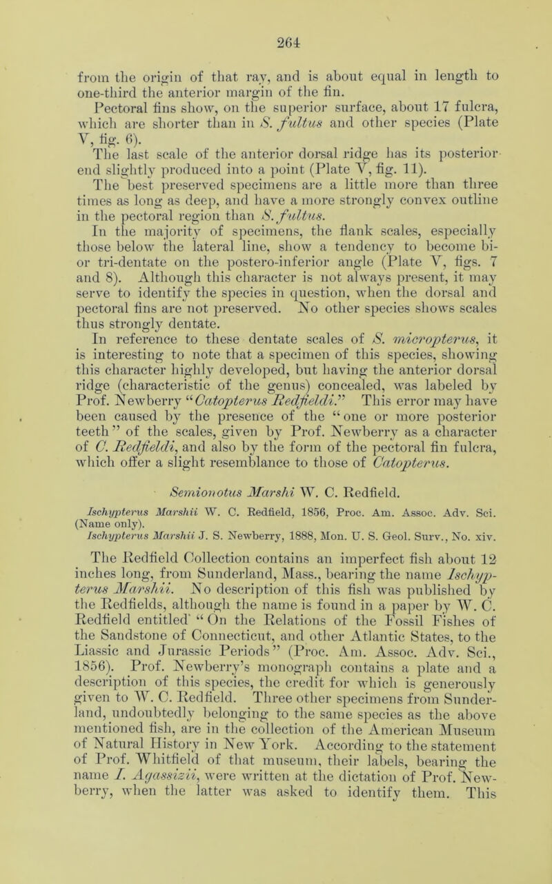 261 from the origin of that ray, and is about equal in length to one-third the anterior margin of the tin. Pectoral tins show, on the superior surface, about 17 fulcra, which are shorter than in S. fultus and other species (Plate y, %. 6). The last scale of the anterior dorsal ridge has its posterior end slightly produced into a point (Plate V, tig. 11). The best preserved specimens are a little more than three times as long as deep, and have a more strongly convex outline in the pectoral region than 8. fultus. In the majority of specimens, the Hank scales, especially those below the lateral line, show a tendency to become bi- or tri-dentate on the postero-inferior angle (Plate V, tigs. 7 and 8). Although this character is not always present, it may serve to identify the species in question, when the dorsal and pectoral fins are not preserved. No other species shows scales thus strongly dentate. In reference to these dentate scales of S. micropterus, it is interesting to note that a specimen of this species, showing this character highly developed, but having the anterior dorsal ridge (characteristic of the genus) concealed, was labeled by Prof. Newberry “Gatopterus RedfeldiThis error may have been caused by the presence of the “ one or more posterior teeth” of the scales, given by Prof. Newberry as a character of C. Redfieldi, and also by the form of the pectoral tin fulcra, which offer a slight resemblance to those of Gatopterus. Semionotus Mar slit W. C. Red field. Ischypterus Marshii W. C. Redfield, 1856, Proc. Am. Assoc. Adv. Sci. (Name only). Ischypterus Marshii J. S. Newberry, 1888, Mon. U. S. Geol. Surv., No. xiv. The Redfield Collection contains an imperfect fish about 12 inches long, from Sunderland, Mass., bearing the name Ischyp- terus Marshii. No description of this fish was published by the Redfields, although the name is found in a paper by W. C. Redfield entitled' “ On the Relations of the Fossil Fishes of the Sandstone of Connecticut, and other Atlantic States, to the Liassic and Jurassic Periods” (Proc. Am. Assoc. Adv. Sci., 1856). Prof. Newberry’s monograph contains a plate and a description of this species, the credit for which is generously given to W. C. Redfield. Tli ree other specimens from Sunder- land, undoubtedly belonging to the same species as the above mentioned fish, are in the collection of the American Museum of Natural History in New York. According to the statement of Prof. Whitfield of that museum, their labels, bearing the name I. Agassizii, were written at the dictation of Prof. New- berry, when the latter was asked to identify them. This