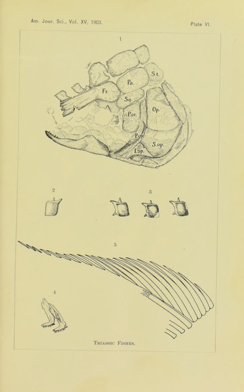 Plate VI.