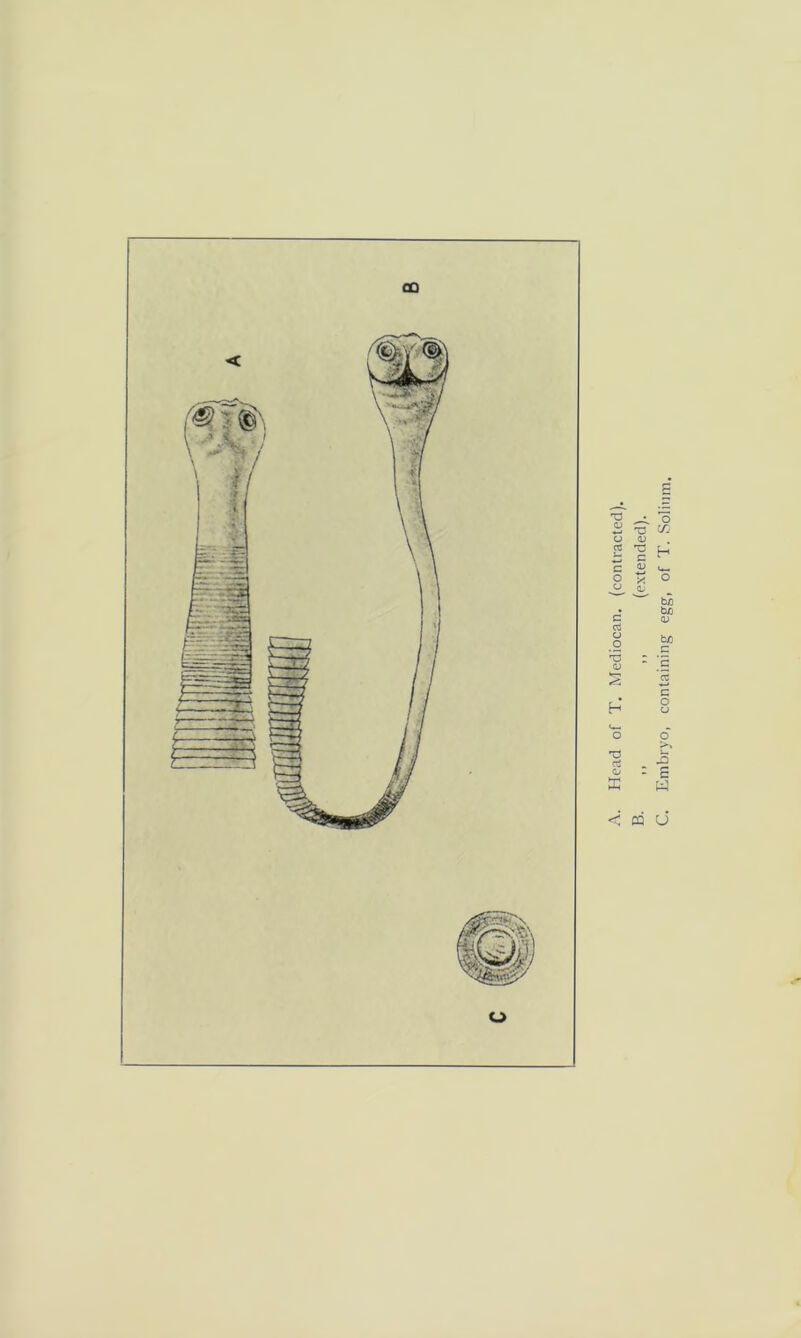 CO o Head of T. Mediocan. (contracted). .1 ,, (extended). Embryo, containing egg, of T. Solium.