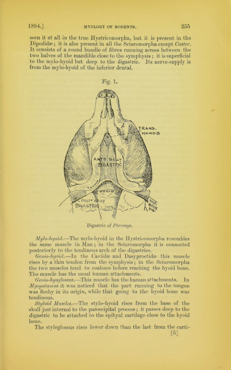 seen it at all in the true Hystricomorpha, but it is present in the Dipodidae ; it is also present in all the Seiuroinorpha except Castor. It consists of a round bundle of fibres running across between the two halves of the mandible close to the symphysis ; it is superficial to the mylo-hyoid but deep to the digastric. Its nerve-supply is from the mylo-hyoid of the inferior dental. Pig. 1. Digastric of Pleromys. Mylo-hyoid.—The mylo-hyoid in the Hystricomorpha resembles the same muscle in Man; in the Seiuroinorpha it is connected posteriorly to the tendinous arch of the digastrics. Genio-hyoid.—In the Caviidae and Dasyproctidse this muscle rises by a thin tendon from the symphysis; in the Seiuroinorpha the two muscles tend to coalesce before reaching the hyoid bone. The muscle has the usual human attachments. Qenio-hyoglossus.—This muscle has the human att achments. In Myopotamus it was noticed that the part running to the tongue was Heshy in its origin, while that going to the hyoid bone was tendinous. Styloid Muscles.—The stylo-hyoid rises from the base of the skull just internal to the paroccipital process; it passes deep to the digastric to be attached to the epihyal cartilage close to the hyoid bone. The st.vloglossus rises lower down than the last from the carti- [5]