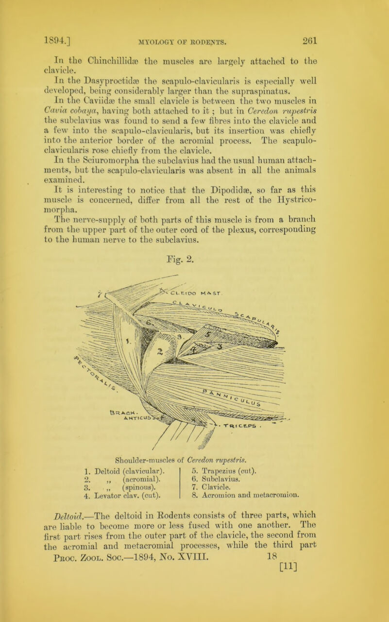 In the Chinchillidse the muscles are largely attached to the clavicle. In the Dasyproctidm the scapulo-clavicularis is especially well developed, being considerably larger than the supraspinatus. In the Caviida) the small clavicle is between the two muscles in Cavia coba;/a, having both attached to it; hut in Ceredon rupestris the subclavius was found to send a few fibres into the clavicle and a few into the scapulo-clavicularis, but its insertion was chiefly into the anterior border of the acromial process. The scapulo- clavicularis rose chiefly from the clavicle. In the Sciuromorpha the subclavius had the usual human attach- ments, but the scapulo-clavicularis was absent in all the animals examined. It is interesting to notice that the Dipodidte, so far as this muscle is concerned, differ from all the rest of the Tlystrico- morpha. The nerve-supply of both parts of this muscle is from a branch from the upper part of the outer cord of the plexus, corresponding to the human nerve to the subclavius. Fig. 2. Shoulder-muscles of Ceredon rwpestris. 1. Deltoid (clavicular). 2. „ (acromial). 3. „ (spinous). 4. Levator clav. (cut). 5. Trapezius (cut). 6. Subclavius. 7. Clavicle. 8. Acromion and metacromion. Deltoid.—The deltoid in Rodents consists of three parts, which are liable to become more or less fused with one another. The first part rises from the outer part of the clavicle, the second from the acromial and raetacromial processes, while the third part Proc. Zool. Soc.—1894, No. XVIII. 18 [11]