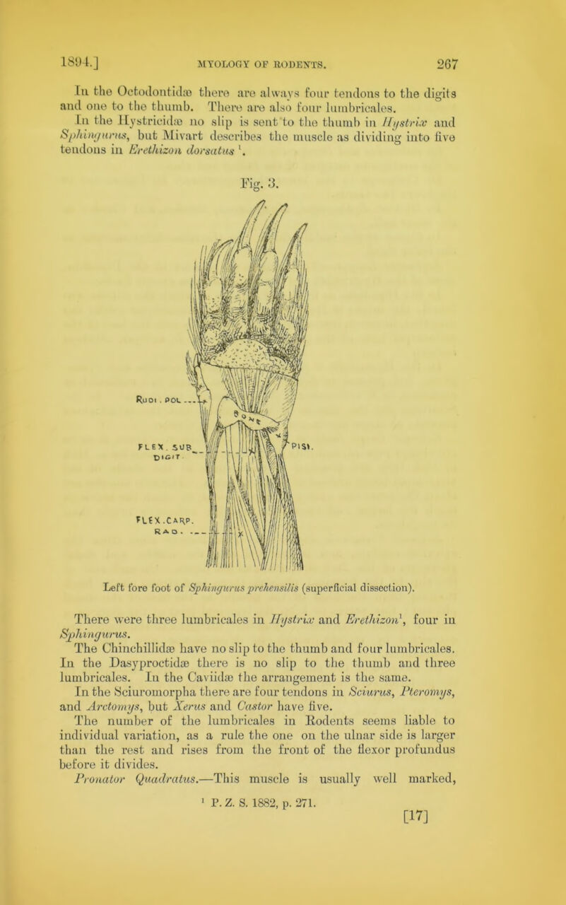 Lu the Octodontid® there are always four tendons to the digits and one to the thumb. There are also four luinbricales. In the Hystricid® no slip is sent to the thumb in IlystrLv and Sphingurus, but Mivart describes the muscle as dividing into live teudons in Erethizon dorsatus l. Left fore foot of Sphingurusprehensilis (superficial dissection). There were three luinbricales in Hystrix and Erethizonfour in Sphingurus. The Chinchillidae have no slip to the thumb and four luinbricales. In the Dasyproctid® there is no slip to the thumb and three luinbricales. In the Caviida) the arrangement is the same. In the Sciuromorpha there are four tendons in Sciurus, Pteromys, aud Arctomys, but Xerus and Castor have live. The number of the luinbricales in Rodents seems liable to individual variation, as a rule the one on the ulnar side is larger than the rest and rises from the front of the flexor profundus before it divides. Pronator Quadratics.—This muscle is usually well marked, 1 P.Z. S. 1882, p. 271. [17]