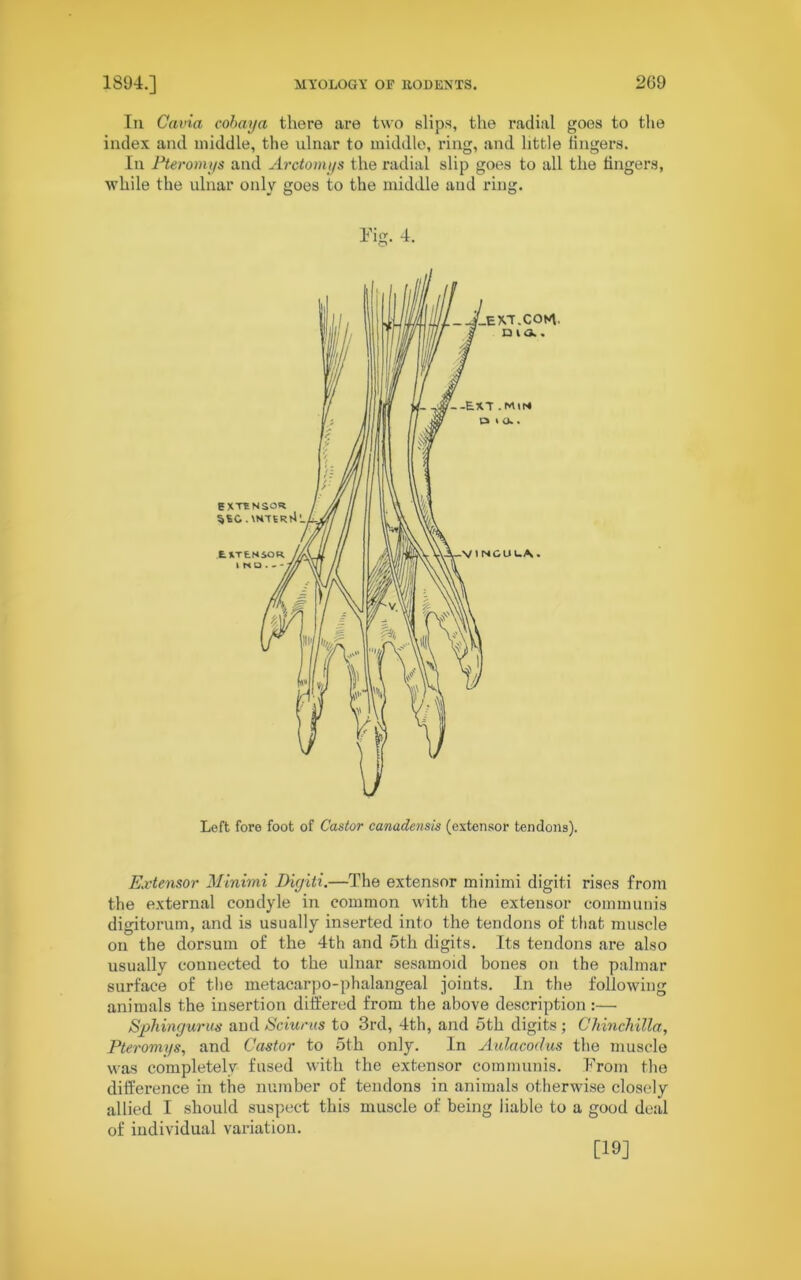 In Cavia coibaya there are two slips, the radial goes to the index and middle, the ulnar to middle, ring, and little lingers. In Pteromys and Arctomys the radial slip goes to all the fingers, while the ulnar only goes to the middle and ring. Fig. 4. Left fore foot of Castor canadensis (extensor tendons). Extensor Minimi Diyiti.—The extensor minimi digiti rises from the external condyle in common with the extensor communis digitorum, and is usually inserted into the tendons of that muscle on the dorsum of the 4th and 5th digits. Its tendons are also usually connected to the ulnar sesamoid bones on the palmar surface of the metacarpo-phalangeal joints. In the following animals the insertion differed from the above description :— Sphinyurus and Sciurus to 3rd, 4th, and 5th digits ; Chinchilla, Pteromys, and Castor to 5th only. In Aulacodus the muscle was completely fused with the extensor communis. From the difference in the number of tendons in animals otherwise closely allied I should suspect this muscle of being iiable to a good deal of individual variation. [19]