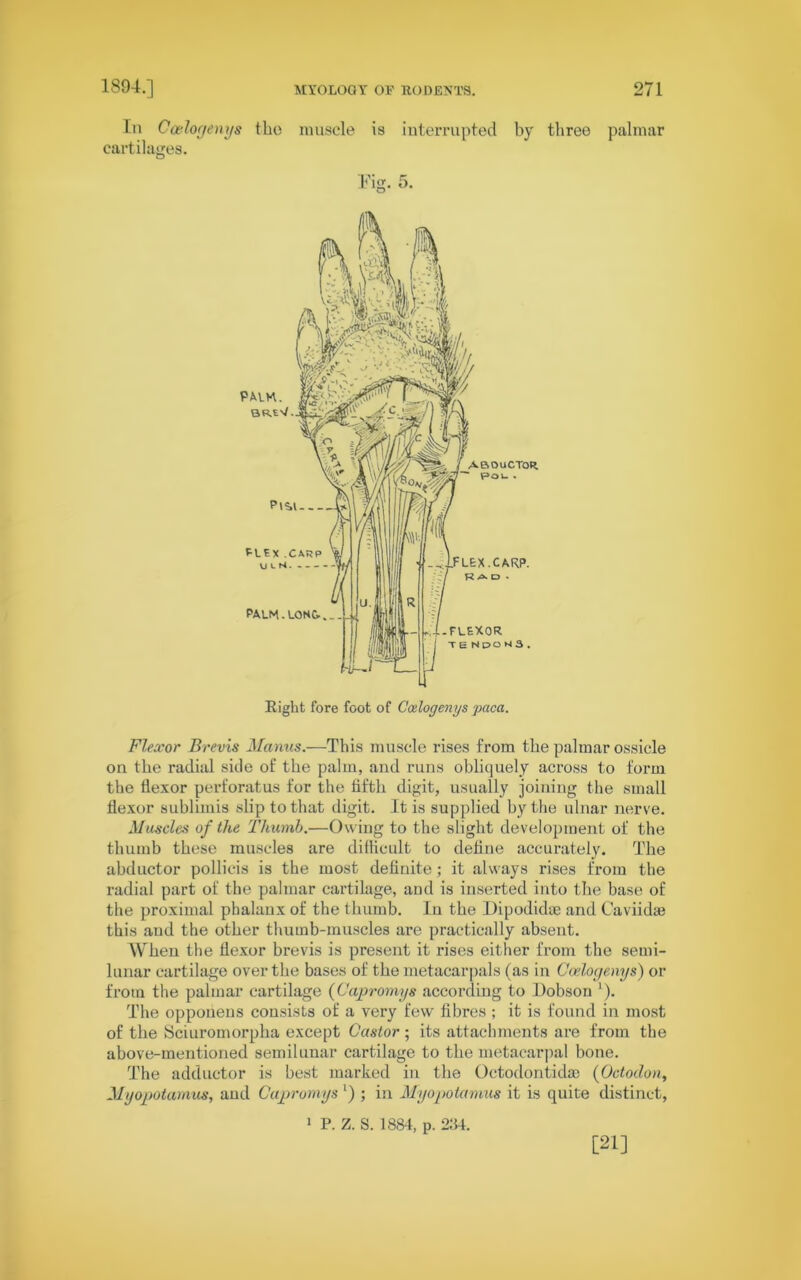 In Coelogenys the muscle is interrupted by three palmar cartilages. Fig. 5. Flexor Brevis Manus.—This muscle rises from the palmar ossicle on the radial side of the palm, and runs obliquely across to form the flexor perforator for the fifth digit, usually joining the small flexor sublimis slip to that digit. It is supplied by the ulnar nerve. Muscles of the Thumb.—Owing to the slight development of the thumb these muscles are difficult to define accurately. The abductor pollicis is the most definite; it always rises from the radial part of the palmar cartilage, and is inserted into the base of the proximal phalanx of the thumb. In the Dipodidie and Caviidae this and the other thumb-muscles are practically absent. When the flexor brevis is present it rises either from the semi- lunar cartilage over the bases of the metacarpals (as in Coelogenys) or from the palmar cartilage (Capromys according to Dobson '). The oppoueus consists of a very few fibres ; it is found in most of the Sciuromorpha except Castor ; its attachments are from the above-mentioned semilunar cartilage to the metacarpal bone. The adductor is best marked in the Octodontidas (Octoclon, Myopotamus, and Capromys ‘) ; in Myopotamus it is quite distinct, 1 P. Z. S. 1884, p. 234. [21]