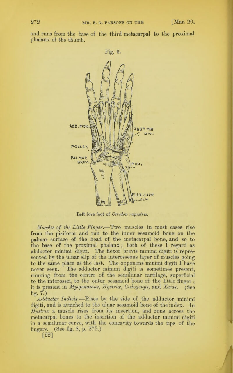 and runs from the base of the third metacarpal to the proximal phalanx of the thumb. Fig. 6. Muscles of the Little Finger.—Two muscles in most cases rise from the pisiform and run to the inner sesamoid bone on the palmar surface of the head of the metacarpal bone, and so to the base of the proximal phalanx ; both of these I regard as abductor minimi digiti. The flexor brevis minimi digiti is repre- sented by the ulnar slip of the interosseous layer of muscles going to the same place as the last. The opponens minimi digiti I have never seen. The adductor minimi digiti is sometimes present, running from the centre of the semilunar cartilage, superficial to the interossei, to the outer sesamoid bone of the little finger ; it is present in Myopotamus, Hystrix, Coelogenys, and Xerus. (See fig- ... . Adductor Indicia.—Rises by the side of the adductor minimi digiti, and is attached to the ulnar sesamoid bone of the index. In Hystrix a muscle rises from its insertion, and ruus across the metacarpal bones to the insertion of the adductor minimi digiti in a semilunar curve, with the concavity towards the tips of the fingers. (See fig. 8, p. 273.) [22]