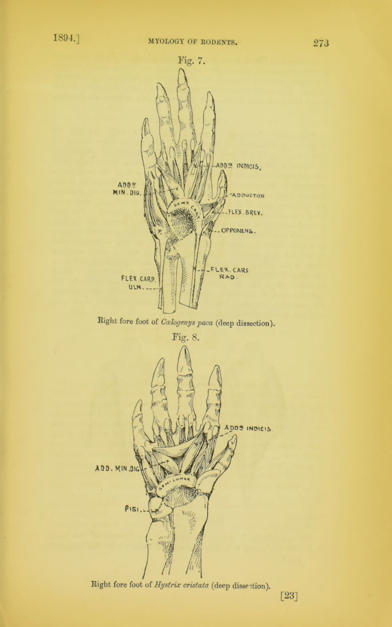 1894.] Fig. 7. ADO? MIN . DIO FLEX CARP. ULN. FLEK..CARP RAD- Eight fore foot of Ccelogenys paca (deep dissection). Fig. 8. Ados inoicis Eight fore foot of Hystrix cristata (deep dissection). [23]