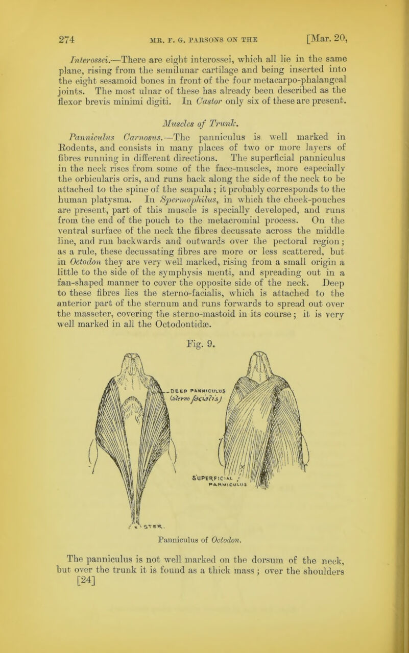 Interossei.—There are eight interossei, which all lie in the same plane, rising from the semilunar cartilage and being inserted into the eight sesamoid bones in front of the four metacarpo-phalangeal joints. The most ulnar of these has already been described as the flexor brevis minimi digiti. In Castor only six of these are present. Muscles of Trunlc. Panniculus Carnosus.—The panniculus is well marked in Rodents, and consists in many places of two or more layers of fibres running in different directions. The superficial panniculus in the neck rises from some of the face-muscles, more especially the orbicularis oris, and runs back along the side of the neck to be attached to the spine of the scapula; it probably corresponds to the human platysma. In Spermophilus, in which the cheek-pouches are present, part of this muscle is specially developed, and runs from the end of the pouch to the metacromial process. On the ventral surface of the neck the fibres decussate across the middle line, and run backwards and outwards over the pectoral region; as a rule, these decussating fibres are more or less scattered, but in Octodon they are very well marked, rising from a small origin a little to the side of the symphysis menti, and spreading out in a fan-shaped manner to cover the opposite side of the neck. Deep to these fibres lies the sterno-facialis, which is attached to the anterior part of the sternum and runs forwards to spread out over the masseter, covering the sterno-mastoid in its course; it is very well marked in all the Octodontidse. Panniculus of Octodon. The panniculus is not well marked on the dorsum of the neck, but over the trunk it is found as a thick mass ; over the shoulders [24]