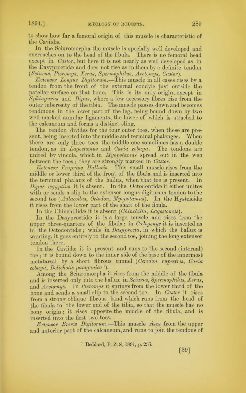 to show how far a femoral origin of this muscle is characteristic of the CaviidaB. In the Sciuromorpha the muscle is specially well developed and encroaches on to the head of the fibula. There is no femoral head except in Castor, but here it is not nearly as well developed as in the I)asyproctida3 and does not lfise as in them by a definite tendon (Sciurus, Pteromys, Xerus, Spermophilus, Arctomys, Castor). Extensor Longus Digitorum.—This muscle in all cases rises by a tendon from the front of the external condyle just outside the patellar surface on that bone. This is its only origin, except in Spilingurus and Dipus, where a few accessory fibres rise from the outer tuberosity of the tibia. The muscle passes down and becomes tendinous in the lower part of the leg, being bound down by two well-marked annular ligaments, the lower of which is attached to the calcaneum and forms a distinct sling. The tendon divides for the four outer toes, when these are pre- sent, being inserted into the middle and terminal phalanges. When there are only three toes the middle one sometimes has a double tendon, as in Lagostomus and Cavia cobaya. The tendons are united by vincula, which in Myopotamus spread out in the web between the toes ; they are strongly marked in Castor. Extensor Proprius Hallucis.—This small muscle rises from the middle or lowfer third of the front of the fibula and is inserted into the terminal phalanx of the hallux, when that toe is present. In Dipus cegyptius it is absent. In the Octodontida) it either unites with or sends a slip to the extensor longus digitorum tendon to the second toe (Aulacodus, Octodon, Myopotamus). In the Hystricidse it rises from the lower part of the shaft of the fibula. In the Chinchillidse it is absent (Chinchilla, Lagostomus). In the Dasyproctidie it is a large muscle and rises from the upper three-quarters of the fibula; in Ccelogenys it is inserted as in the Octodontidae ; while in Dasyprocta, in which the hallux is wauting, it goes entirely to the second toe, joining the long extensor tendon there. In the Caviidae it is present and runs to the second (internal) toe ; it is bound down to the inner side of the base of the innermost metatarsal by a short fibrous tunnel (Ceredon rupestris, Cavia cobaya, Dolicliotis patagonica'). Among the Sciuromorpha it rises from the middle of the fibula and is inserted only into the hallux in Sciurus, Spermophilus, Xerus, and Arctomys. In Pteromys it springs from the lou'er third of the bone and sends a small slip to the second toe. In Castor it rises from a strong oblique fibrous band which runs from the head of the fibula to the lower end of the tibia, so that the muscle has no bony origin; it rises opposite the middle of the fibula, and is inserted into the first two toes. Extensor Brevis Digitorum.—This muscle rises from the upper and anterior part of the calcaneum, and runs to join the tendons of 1 Beddard, P. Z. S. 1891, p. 236. [39]