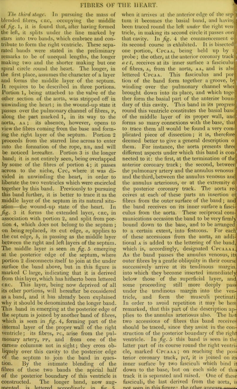 l-IBRES OF The third stage. In pursuing the mass of blended fibres, cue, occupying the middle of Jig. 1, it is found that, after having formed the left, it splits under the line marked by stars into two bands, which embrace and con- tribute to form the right ventricle. These sepa- rated bands were stated in the preliminary remarks to be of unequal lengths, the longer making two and the shorter making but one spiral circle round the heart. The longer, in the first place, assumes the character of a layer and forms the middle layer of the septum. It requires to be described in three portions. Portion 1, being attached to the valve of the other section of the aorta, was stripped oft’ in unwinding the heart; in the wound-up state it passes over the pulmonary channel of fibres, p, along the part marked 1, in its way to the aorta, aa ; its absence, however, opens to view the fibres coming from the base and form- ing the right layer of the septum. Portion 2 proceeds from the starred line across to enter into the formation of the rope, ru, and will be noticed hereafter. Portion 3 is the longer band; it is not entirely seen, being overlapped by some of the fibres of portion 4; it passes across to the niche, Cpc, where it was di- vided in unwinding the heart, in order to liberate the two ventricles which were encircled together by this band. Previously to pursuing this band further, it is better to trace it as the middle layer of the septum in its natural situ- ation—the wound-up state of the heart. In fig. 3 it forms the extended layer, crc, in association with portion 2, and split from por- tion 4, which does not belong to the septum ; on being replaced, its cut edge, a, applies to the cut edge, b, in passing as the middle layer between the right and left layers of the septum. The middle layer is seen in fig. 5 emerging at the posterior edge of the septum, where portion 2 disconnects itself to join at the under surface the band above, but in this figure is marked C large, indicating that it is derived from this layer, which has hitherto been lettered crc. This layer, being now deprived of all its other portions, will hereafter be considered as a band, and it has already been explained why it should be denominated the longer band. This band in emerging at the posterior edge of the septum is joined by another band of fibres, which is seen in fig. 4, forming part of the internal layer of the proper wall of the right ventricle; its fibres, pc, arise from the pul- monary artery, pp, and from one of the cameae columnae not in sight; they cross ob- liquely over this cavity to the posterior edge of the septum to join the band in ques- tion. By the intimate blending of the fibres of these two bands the apicial half of the posterior boundary of this ventricle is constructed. The longer band, now aug- inpnfprl ic lptfprpH nrrnrrlincrl v in fur niE HEART. 1 when it arrives at the anterior edge of the sepj| turn it becomes the basial band, and bavins* been traced round the left under the right veil* tricle, in making its second circle it passes that cavity. In fig. 4 the commencement ojL its second course is exhibited. It is bisectedtn one portion, Cpcaa, being held up by ;jfl probe; the other, at the anterior coronary track® a c t, receives at its inner surface a fasciculus of fibres, a, from the aorta, aa, and is als<l lettered Cpcaa. This fasciculus and porfl tion of the band form together a groove, bw winding over the pulmonary channel wheijfc brought down into its place, and which togejj ther form the basial part of the anterior bounlj dary of this cavity. This band in its progres* round this ventricle constitutes the basial bandj of the middle layer of its proper wall, anefi forms so many connexions with the base, that| to trace them all would be found a very com-' plicated piece of dissection; it is, therefore* deemed better to give a general description ol them. For instance, the aorta presents threw different aspects under which this band is con-, nected to it: the first, at the termination of the! anterior coronary track; the second, between the pulmonary artery and the annulus venosus I and the third, between the annulus venosus andj the annulus arteriosus, or at the extremity 6>' the posterior coronary track. The aorta re-t ceives at each of these parts an insertion oi fibres from the outer surface of the band; and the band receives on its inner surface a fasci- culus from the aorta. These reciprocal com- munications occasion the band to be very firmly bound down to the base, and to be arranged! to a certain extent, into festoons. For eaclr of these accessions from the aorta, an addi- tional a is added to the lettering of the band, which is, accordingly, designated Cpcaaaa, As the band passes the annulus venosus, it< outer fibres by a gentle obliquity in their course successively arrive at its tendinous margin into which they become inserted immediately below those of the superficial layer, and some proceeding still more deeply pass under the tendinous margin into the ven- tricle, and form the musculi pectinati In order to avoid repetition it may l>e here remarked, that this part of the description ap- plies to the annulus arteriosus also. The last two accessions of fibres this band receives should be traced, since they assist in the con- struction of the posterior boundary of the right ventricle. In fig. 5 this band is seen in the latter part of its course round the right ventri-j cle, marked Cpcaaa; on reaching the pos-J terior coronary track, pet, it is joined on its inner surface by two fasciculi which bind it down to the base, but on each side of this track it is separated and raised. One of these fasciculi, the last derived from the aorta, is nnt «ppn in thisfimirp: tlin raUm- h'iv.hm nmnr.