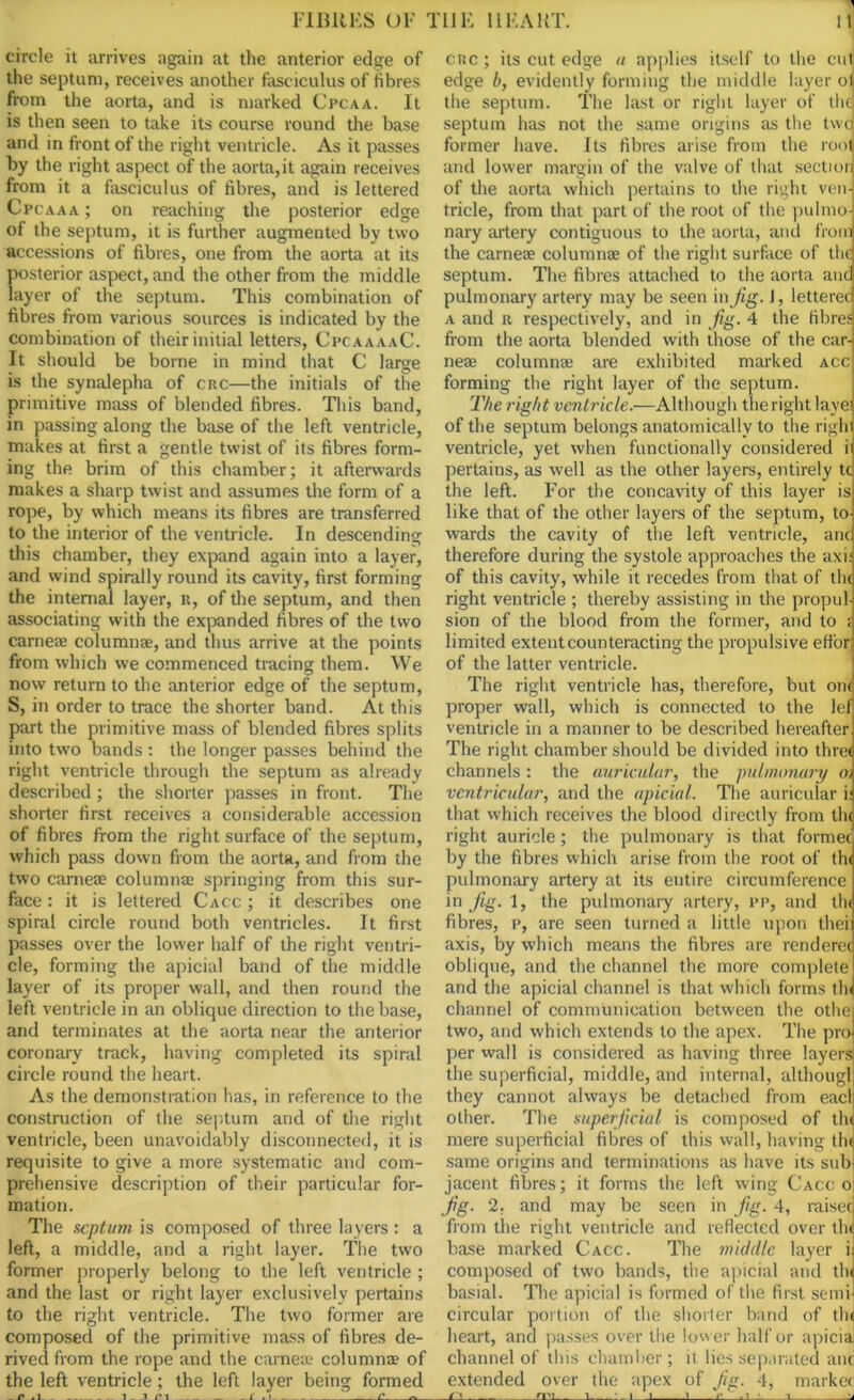 circle it arrives again at the anterior edge of the septum, receives another fasciculus of fibres from the aorta, and is marked Cpcaa. It is then seen to take its course round the base and in front of the right ventricle. As it passes by the right aspect of the aorta,it again receives from it a fasciculus of fibres, and is lettered Cpcaa a ; on reaching the posterior edge of the septum, it is further augmented by two accessions of fibres, one from the aorta at its posterior aspect, and the other from the middle layer of the septum. This combination of fibres from various sources is indicated by the combination of their initial letters, CpcaaaaC. It should be borne in mind that C large is the synalepha of crc—the initials of the primitive mass of blended fibres. This band, in passing along the base of the left ventricle, makes at first a gentle twist of its fibres form- ing the brim of this chamber; it afterwards makes a sharp twist and assumes the form of a rope, by which means its fibres are transferred to the interior of the ventricle. In descending this chamber, they expand again into a layer, and wind spirally round its cavity, first forming the internal layer, r, of the septum, and then associating with the expanded fibres of the two carneae columnae, and thus arrive at the points from which we commenced tracing them. We now return to the anterior edge of the septum, S, in order to trace the shorter band. At this part the primitive mass of blended fibres splits into two bands : the longer passes behind the right ventricle through the septum as already described; the shorter passes in front. The shorter first receives a considerable accession of fibres from the right surface of the septum, which pass down from the aorta, and from the two cameae columnae springing from this sur- face : it is lettered Cacc ; it describes one spiral circle round both ventricles. It first passes over the lower half of the right ventri- cle, forming the apicial band of the middle layer of its proper wall, and then round the left ventricle in an oblique direction to the base, and terminates at the aorta near the anterior coronary track, having completed its spiral circle round the heart. As the demonstration has, in reference to the construction of the septum and of the right ventricle, been unavoidably disconnected, it is requisite to give a more systematic and com- prehensive description of their particular for- mation. The septum is composed of three layers : a left, a middle, and a right layer. The two former properly belong to the left ventricle ; and the last or right layer exclusively pertains to the right ventricle. The two former are composed of the primitive mass of fibres de- rived from the rope and the cameae columnae of the left ventricle; the left layer being formed crc; its cut edge a applies itself to the cul edge b, evidently forming the middle layer oi, the septum. The last or right layer of the septum has not the same origins as the twe former have. Its fibres arise from the root and lower margin of the valve of that section of the aorta which pertains to the right ven- tricle, from that part of the root of the pulmo- nary artery contiguous to the aorta, and from the cameae columnae of the right surface of the septum. The fibres attached to the aorta anc pulmonary artery may be seen in Jig. J, letterec a and r respectively, and in fig. 4 the fibres from the aorta blended with those of the car- neae columnae are exhibited marked acc forming the right layer of the septum. The right ventricle.—Although the right lay© of the septum belongs anatomically to the riglr ventricle, yet when functionally considered ii pertains, as well as the other layers, entirely tc the left. For the concavity of this layer is like that of the other layers of the septum, to wards the cavity of the left ventricle, anc therefore during the systole approaches the axil of this cavity, while it recedes from that of the right ventricle ; thereby assisting in the propul sion of the blood from the former, and to ; limited extentcounteracting the propulsive ettbr of the latter ventricle. The right ventricle has, therefore, but on< proper wall, which is connected to the lef ventricle in a manner to be described hereafter The right chamber should be divided into thre< channels: the auricular, the pulmonary oi ventricular, and the apicial. The auricular ii that which receives the blood directly from tin right auricle; the pulmonary is that former by the fibres which arise from the root of th< pulmonary artery at its eutire circumference in jig. 1, the pulmonary artery, pp, and tin fibres, p, are seen turned a little upon thei: axis, by which means the fibres are renderec oblique, and the channel the more complete and the apicial channel is that which forms tin channel of communication between the othe two, and which extends to the apex. The pro- per wall is considered as having three layers the superficial, middle, and internal, although they cannot always be detached from eacl other. The superficial is composed of thi mere superficial fibres of this wall, having tin same origins and terminations as have its sub jacent fibres; it forms the left wing Cacc o Jig. 2, and may be seen in fig. 4, raised from the right ventricle and reflected over tW base marked Cacc. The middle layer iJ composed of two bands, the apicial and thJ basial. The apicial is formed of the first semi circular portion of the shorter band of tin heart, and passes over the lower half or apiciaj channel of this chamber; it lies separated anc extended over the apex of Jig. 4, marker