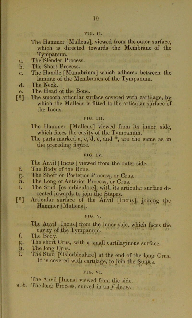 PIG. II. The Hammer [Malleus], viewed from the outer surface, which is directed towards the Membrane of the Tympanum. a. The Slender Process. b. The Short Process. c. The Handle [Manubrium] which adheres between the lamin® of the Membranes of the Tympanum. d. The Neck. e. The Head of the Bone. [*] The smooth articular surface covered with cartilage, by which the Malleus is fitted to the articular surface of the Incus. FIG. III. The Hammer [Malleus] viewed from its inner side, which faces the cavity of the Tympanum. The parts marked a, c, d, e, and *, are the same as in the preceding figure. r ' FIG. IV. The Anvil [Incus] viewed from the outer side. f. The Body of the Bone. g. The Short or Posterior Process, or Crus. h. The Long or Anterior Process, or Crus. i. The Stud [os orbiculare], with its articular surface di- rected inwards to join the Stapes. [*] Articular surface of the Anvil [Incus], joining the Hammer [Majleus]. ' ' ’ ' FIG. V. Tfcie Aiiyil [Incus] from the inner side, which faces the cavity of jthe ]Tympanum ' ’ f. The Body. g. The short Crus, with a small cartilaginous surface. h. The long Crus. i. the Stud [Os'orbiculare] at the end of the long Crus. It is covered with cartilage, to join the Stapes. FIG. VI. The Anvil [Incus] viewed from the side, a. b. The long Process, curved in an /’shape.