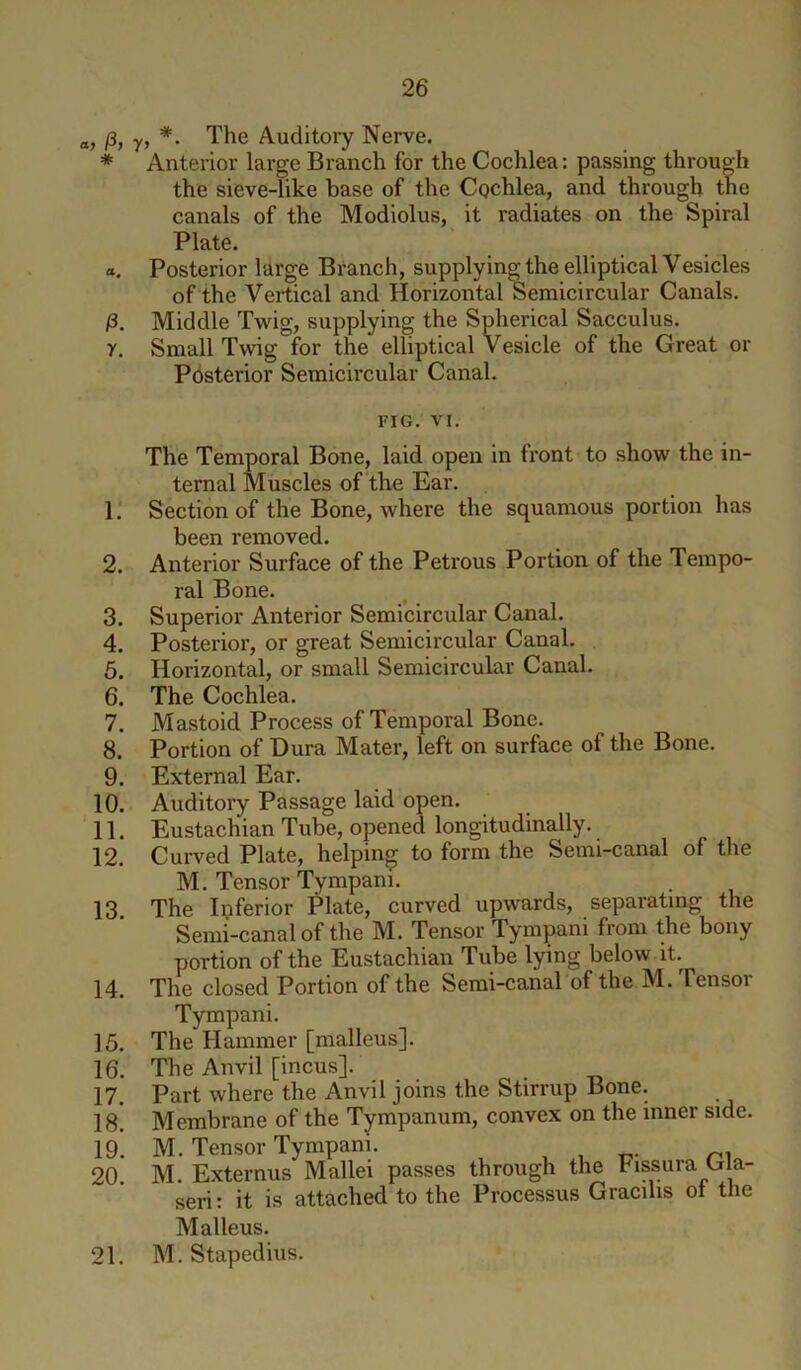 a> /3, y> *• The Auditoiy Nerve. * Anterior large Branch for the Cochlea: passing through the sieve-like base of the Cgchlea, and through the canals of the Modiolus, it radiates on the Spiral Plate. а. Posterior large Branch, supplying the elliptical Vesicles of the Vertical and Horizontal Semicircular Canals. /3. Middle Twig, supplying the Spherical Sacculus. y. Small Twig for the elliptical Vesicle of the Great or Posterior Semicircular Canal. FIG. VI. The Temporal Bone, laid open in front to show the in- ternal Muscles of the Ear. 1. Section of the Bone, where the squamous portion has been removed. 2. Anterior Surface of the Petrous Portion of the Tempo- ral Bone. 3. Superior Anterior Semicircular Canal. 4. Posterior, or great Semicircular Canal. 5. Horizontal, or small Semicircular Canal. б. The Cochlea. 7. Mastoid Process of Temporal Bone. 8. Portion of Dura Mater, left on surface of the Bone. 9. External Ear. 10. Auditory Passage laid open. 11. Eustachian Tube, opened longitudinally. 12. Curved Plate, helping to form the Semi-canal of the M. Tensor Tympani. 13. The Inferior Plate, curved upwards, separating the Semi-canal of the M. Tensor Tympani from the bony portion of the Eustachian Tube lying below it.^ 14. The closed Portion of the Semi-canal of the M. Tensor Tympani. 15. The Hammer [malleus]. 16. The Anvil [incus]. _ . 17. Part where the Anvil joins the Stirrup Bone. is! Membrane of the Tympanum, convex on the inner side. 19! M. Tensor Tympani. ^ r- ru 20. M. Externus Mallei passes through the hissura Lria- seri: it is attached to the Processus Gracilis ot the Malleus. 21. M. Stapedius.
