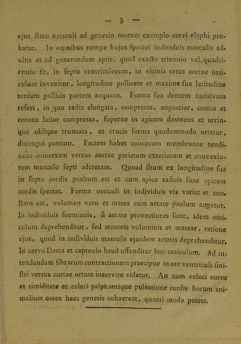 ejus Ram naturali ad genesin osseam exemplo cervi elaphi pro- batur. In omnibus nempe bujus fpeciei individuis masculis ad- ultis et ad generandum aptis, quod exa<Ro triennio veLquadri- ennio fit, in fepto ventriculorum, in vicinia ortus aortae ossi- 'culum invenitur, longitudine pollicem et maxima fua latitudine tertiam pollicis partem aequans. Forma fua dentem incisivum refert, inaquo radix elongata, compressa, angustior, conica et corona latior compressa, fuperne in apicem desinens et utrin- que oblique truncata, ut crucis forma quodammodo oriatur, distingui possunt. Faciem habet concavam membranae tendi- / neae connexam versus aortae parietem eJcteriorem et convexio- rem musculo fepti adcretam. Quoad fitum ex longitudine fua in fepto cordis positum est et cum apice radicis fuae apicem cordis fpectat. Forma ossiculi in individuis vix variat et con- flans est, volumen vero et massa cum aetate paulum augetur. In individuis foemineis, fi aetate provectiores funt, idem os'si- culum deprehenditur, fed minoris voluminis et massae, ratione ejus, quod in individuis masculis ejusdem aetatis deprehenditur. In cervo Dama et capreolo haud offenditur hoc ossiculum. Ad in- tendendam fibrarum contractionem praecipue in ore ventriculi fini- ftri versus aortae ortum inservire videtur. An cum veloci cursu et timiditate et celeri palpitantique pulsatione cordis horum ani- malium ossea haec genesis cohaereat, quaeri modo potest.