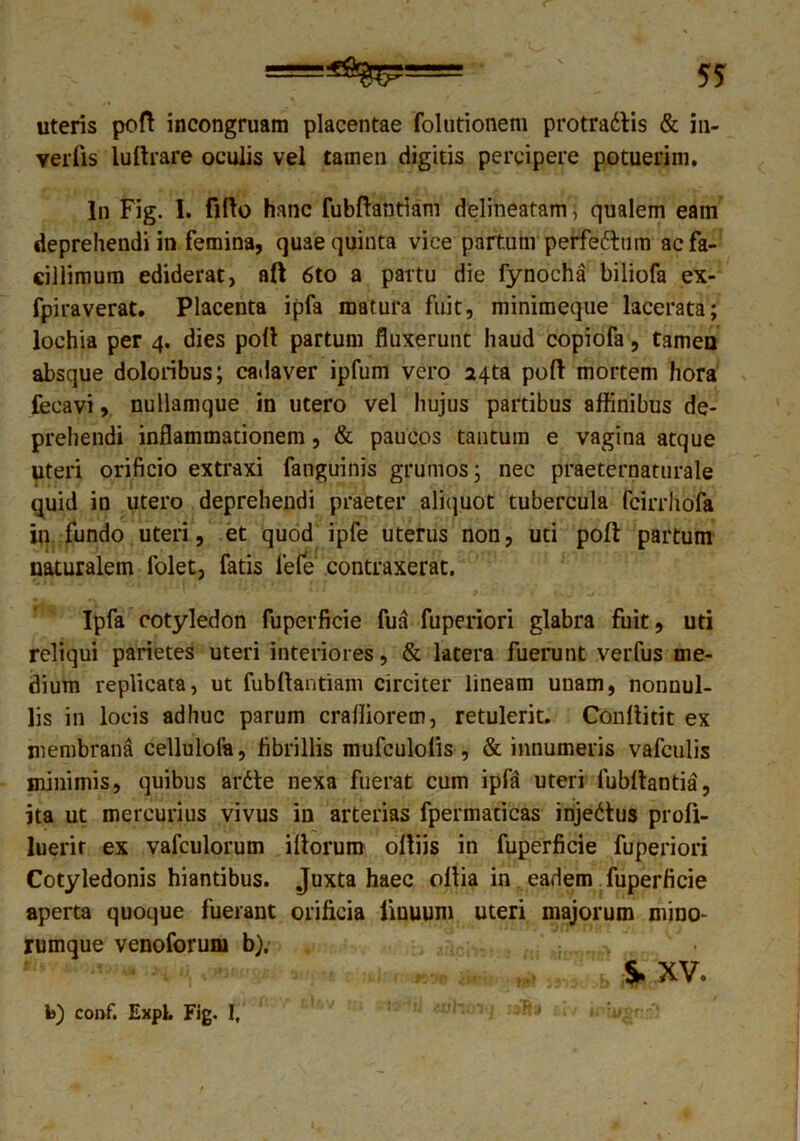 uteris pofl incongruam placentae folutionem protradris & in- verfis lultrare oculis vel tamen digitis percipere potuerim. In Fig. 1. fido hanc fubftantiam delineatam j qualem eam deprehendi in femina, quae quinta vice partum perfe6tum acfa- ciliimum ediderat, aft 6to a partu die fynocha biliofa ex- fpiraverat. Placenta ipfa matura fuit, minimeque lacerata; lochia per 4. dies poli partum fluxerunt haud copiofa, tamen absque doloribus; cadaver ipfum vero 24ta poft mortem hora fecavi, nullamque in utero vel hujus partibus affinibus de- prehendi inflammationem, & paucos tantum e vagina atque uteri orificio extraxi fanguinis grumos; nec praeternaturale quid in utero deprehendi praeter aliquot tubercula fcirrhofa in fundo uteri, et quod ipfe uterus non, uti poli partum naturalem folet, fatis fete contraxerat. Ipfa cotyledon fuperficie fua fuperiori glabra fuit, uti reliqui parietes uteri interiores, & latera fuerunt verfus me- dium replicata, ut fubllantiani circiter lineam unam, nonnul- lis in locis adhuc parum cralliorem, retulerit. Coullitit ex membrana cellulofa, fibrillis mufculolis , & innumeris vafculis minimis, quibus ar61e nexa fuerat cum ipfa uteri fubllantia, jta ut mercurius vivus in arterias fpermaticas injectus profi- luerir ex vafculorum illorum olliis in fuperficie fuperiori Cotyledonis hiantibus. Juxta haec oltia in eadem fuperficie aperta quoque fuerant orificia limuum uteri majorum mino- rumque venoforum b). . . XV. b) conf. Expl. Fig. I,