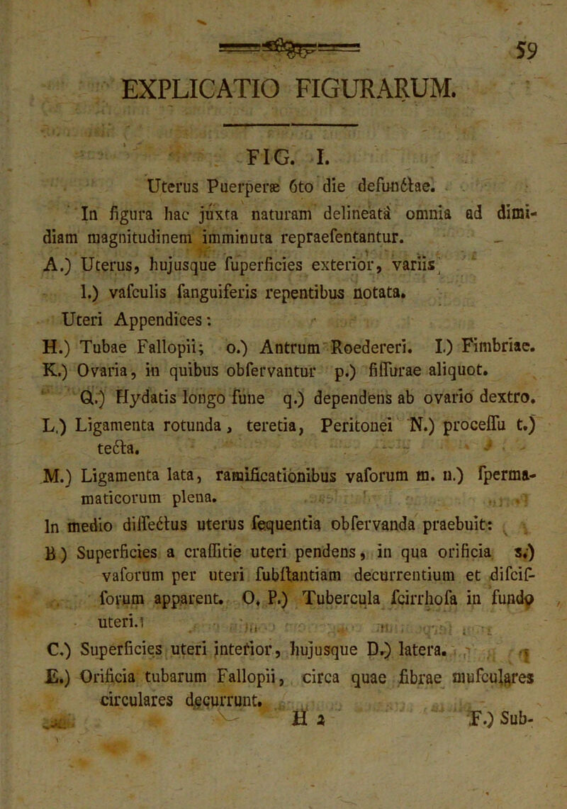 EXPLICATIO FIGURARUM. FIG. I. Uterus Puerperae 6to die defundtae. In figura hac juxta naturam delineata omnia ad dimi- diam magnitudinem imminuta repraefentantur. A.) Uterus, hujusque fuperficies exterior, variis 1.) vafculis fanguiferis repentibus notata. Uteri Appendices: H.) Tubae Fallopii; o.) Antrum Roedereri. I.) Fimbriae. K. ) Ovaria, in quibus obfervantur p.) fifiurae aliquot. Ql.) Hydatis longo fune q.) dependens ab ovario dextro. L. ) Ligamenta rotunda, teretia, Peritonei N.) proceffu t.) tefta. M. ) Ligamenta lata, ramificationibus vaforum m. n.) fperma- maticorum plena. In medio differtus uterus fequentia obfervanda praebuit: B) Superficies a craflitie uteri pendens, in qua orificia s.) vaforum per uteri fubftantiam decurrentium et difcif- foyum apparent. O, P.) Tubercula fcirrhofa in fundp uteru n» C.) Superficies uteri intetior, hujusque D.) latera. ? E.) Orificia tubarum Fallopii, circa quae fibrae niufcu^res circulares decurrunt. H a -a: ,F.) Sub-