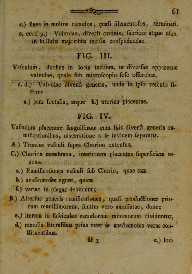 c.) fines in inultos ramulos, quali filamentofos, terminati, ee. f. g.) Valvulae, diverti ordinis, fabricae atque ufus, in bullulis majoribus incilis confpiciendae, FIG. ' III. . A JL .Vafculum, . duobus in locis incifum, ut diverfae appareant valvulae, quale fub microfcopio fefe offerebat. c. d.) Valvulae diverti generis, unde in ipfo vafculo fi- lii tu r a.) pars foetalis, atque b.) uterina placentae. FIG. IV. Vafculum placentae fanguiferum cum fuis diverfi generis ra- mi ficati onibus, maceratione a fe invicem feparatis. A. ) Truncus vafculi Cupra Chorion extenfus. C.) Chorioa membrana, interiorem placentae fuperficiem te- gens. a. ) Ramificationes vafculi fub Chorio, quae tam b. ) anaitomofes agunt, quam f.) varias in plagas dehifcunt; B. ) Alterius generis ramificationes, quafi productiones prio- rum teuuiffirooram, fenlim- vero ampliatae, donec t.) iterum in Mcicules ramulorum minimorum dividuntur, d.) ramulis lateralibus prius inter fe anaitomofes veras con- ftituentibus. B3 c.) loci