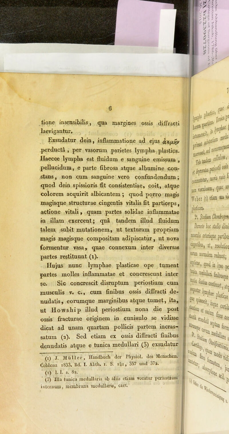 I' j / y, 0 fA\\ Un M i', ff sM 6 tione insensibilis, qua margines ossis diffracti laevigantur. Exsudatur dein, inflammatione ad ejus cca^viv perducta , per vasorum parietes lympha plastica. Haecce lympha est fluidum e sanguine emissum , pellucidum, e parte fibrosa atque albumine con- stans , non cum sanguine vero confundendum; quod dein spissioris fit consistentiae, coit, atque colorem acquirit albicantem ; quod porro magis magisque structurae cingentis vitalis fit particeps, actione vitali, quam partes solidae inflammatae in illam exercent; qua tandem illud fluidum talem subit mutationem, ut texturam propriam magis magisque compositam adipiscatur, ut nova formentur vasa, quae connexum inter diversa6 partes restituunt (i). Hujus nunc lymphae plasticae ope tument partes molles inflammatae et concrescunt inter Sic concrescit disruptum periostium cum se. musculis v. c., cum finibus ossis diffracti de- nudatis, eorumque marginibus atque tumet, ita, ut H owship illud periostium nona die post ossis fracturae originem in cunieulo se vidisse dicat ad unam quartam pollicis partem incras- satum (2). Sed etiam ex ossis diffracti finibus denudatis atque e tunica medullari (3) exsudatur (1) J. Muli er, Handbuch der Physiol. des Menschcn. Coblcnz 1833. Bd. I. Abth. i. S. ifci, 357 und 37a. (2) 1. 1. s. 82. (3) Illa tunica medullaris ab aliis etiam rocatur periostium internum, membrana medullaris, cact. d pbP^ lanie* P1 iliac j >1 .uniatur, noris vasis c m rasculosam, <pRse( Weber (\) etiam m, W 2f. Mm Umiropt Drnte hoc sicilio Aid «lis celerisijae partiiiu «ei ut, resolulion ^ in ^so pe; ^ «Hk fiuibBquc i’** 1 ' fabata et «tt aes coi S7^ ‘iiit «di ’ Sk?.,1