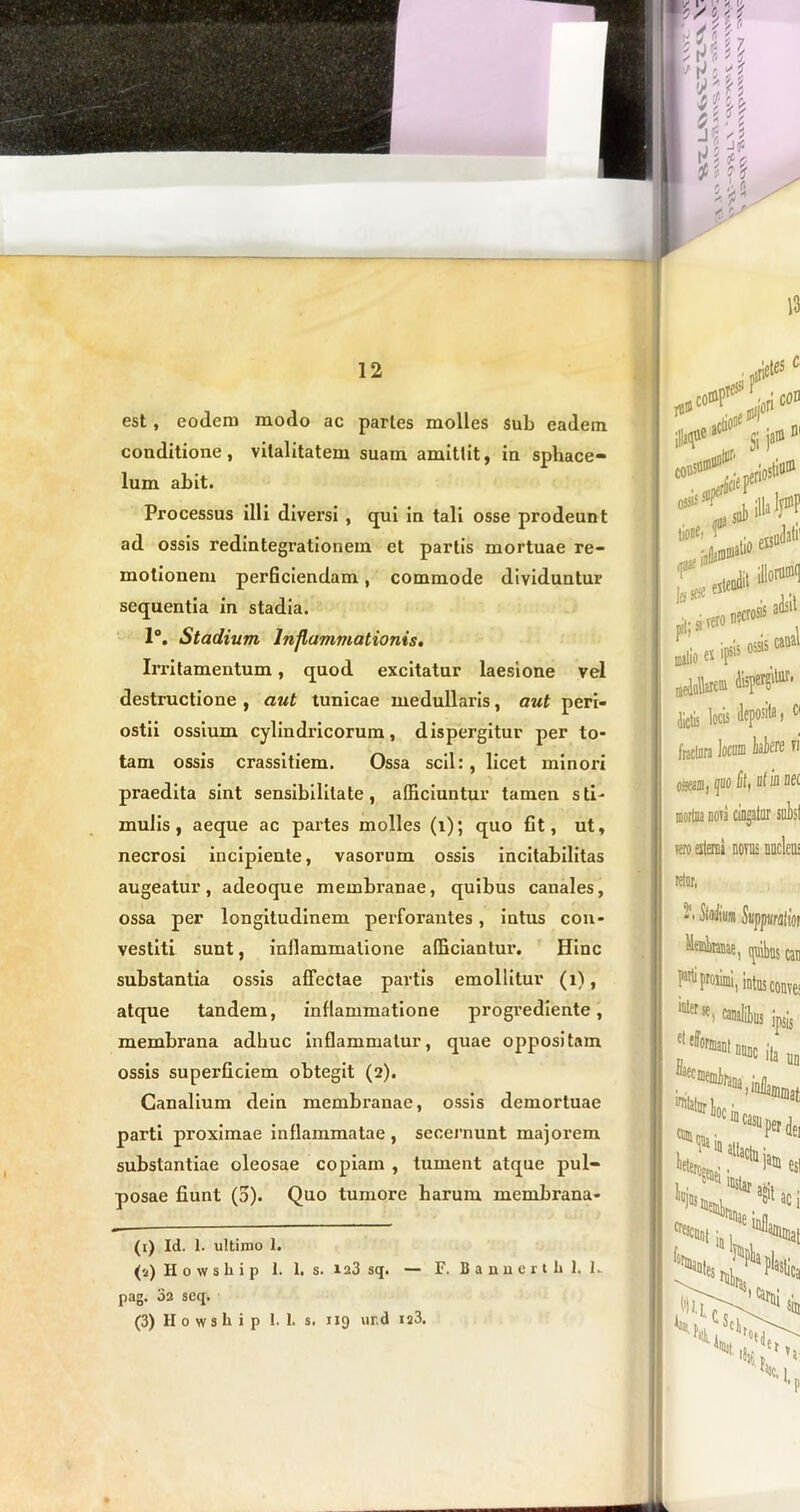 13 est, eodem modo ac partes molles sub eadem conditione, vitalitatem suam amittit, in sphace- lum abit. Processus illi diversi , qui in tali osse prodeunt ad ossis redintegrationem et partis mortuae re- motionem perficiendam, commode dividuntur sequentia in stadia. 1°. Stadium Inflammationis. Irritamentum, quod excitatur laesione vel destructione , aut tunicae medullaris, aut peri- ostii ossium cylindricorum, dispergitur per to- tam ossis crassitiem. Ossa scii: , licet minori praedita sint sensibililate, afficiuntur tamen sti- mulis, aeque ac partes molles (i); quo fit, ut, necrosi incipiente, vasorum ossis incitabilitas augeatur, adeoque membranae, quibus canales, ossa per longitudinem perforantes, intus con- vestiti sunt, inflammatione afficiantur. Hinc substantia ossis affectae partis emollitur (i), atque tandem, inflammatione progrediente, membrana adhuc inflammatur, quae oppositam ossis superficiem obtegit (2). Canalium dein membranae, ossis demortuae parti proximae inflammatae, secernunt majorem substantiae oleosae copiam , tument atque pul- posae fiunt (5). Quo tumore harum membrana- (1) Id. 1. ultimo 1. (s) H 0 w s h ip 1. I. s. 123 sq. — F. Banucrtl» 1. 1. pag. 02 seq. (3) H 0 w s hi p 1. 1. s. 119 ur.d 123. isri$5 ° •i cofl jte* . 0< .tendit iHorU®(! 3 necrosis adsit insis ossis caual oseiiDj quo Stf ut io nec mortua nova cingatur suhsf vero esterni novus nucleus retor, * ■ Mu» Suppuratm Membranae, ejuthus cati parti proximi, intus conves 1Dterse. canalitus ipsis I'*®111** ii, m