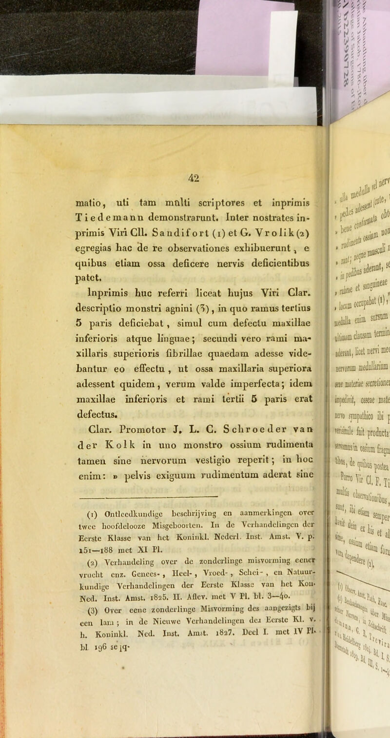 j / y, P U (< t wi 42 matio, uti tam multi scriptores et inprimis Tiedemann demonstrarunt. Inter nostrates in- primis Viri Cll. Sandifort (i) et G. Vrolik(2) egregias hac de re observationes exhibuerunt, e quibus etiam ossa deficere nervis deficientibus patet. Inprimis huc referri liceat hujus Viri Clar. descriptio monstri agnini (i) , in quo ramus tertius 5 paris deficiebat , simul cum defectu maxillae inferioris atque linguae; secundi vero rami ma- xillaris superioris fibrillae quaedam adesse vide- bantur eo effectu , ut ossa maxillaria superiora adessent quidem, verum valde imperfecta; idem maxillae inferioris et rami tertii 5 paris erat defectus. Clar. Promotor J. L. C. Schroeder van der Kolk in uno monstro ossium rudimenta tamen sine nervorum vestigio reperit; in hoc enim: » pelvis exiguum rudimentum aderat sine sciili i iderant) „lo e «1 iteauua cui® ultimam clausam termffl aderant, licet cervi mec DOTorum medullarium me materiae aecrelionei impedivit, osseae mate aeno sympathico il)i f wiamile fuit producta: «rvamusm ossium frajm de quibus postea Pono Vir c|t F) T[ (1) Ontlccdkundigc bcschrijving cn aanmcrkingcn over twcc lioofdelooze Misgcboortcn. I» dc Verhandclingen der Ecrstc Klassc van het Koninkl. Ncderl. Inst. Ainst. V. p. i5i—188 met XI Pl. (2) Vcrhandeling over de zondcrlingc misvorming eener vruclit cnz. Gences- , Hecl-, Vroed- , Sclici- , eu Natuui- kundige Verliandelingen der Ecrstc Klasse van het Kou* Ned. Inst. Anist. 1825. II. Aflcv. met V Pl. bl. 3—4o. (3) Over ecne zondcrlingc MisvormiDg des aangezigts bij ccn lam ; in dc Nicinvc Verliandelingen dea Ecrstc Kl. v. h. Koninkl. Ncd. Inst. Amit. 1827. Deci I. met IV Pl- bl 196 sepi* iti semper