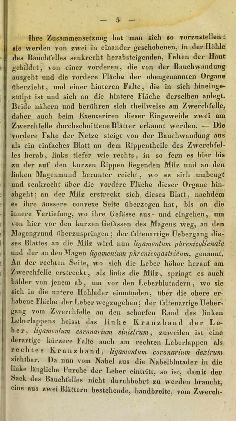 Ihre Zusammensetzung hat man sich so rorzustellen: sie werden von zw'ei in einander geschobenenj in der Höhle des Bauchfelles senkrecht herabsteigenden, Falten der Haut gebildet, von einer vorderen, die von der Bauchwandung nusgeht und die vordere Fläche der obengenannten Organe überzieht, und einer hinteren Falte, die in sich hineinge- ^ stülpt ist und sich an die hintere Fläche derselben anlegt. Beide nähern und berühren sich tljeilweise am Zwerchfelle, daher auch beim Exenteriren dieser Eingeweide zwei am Zwerchfelle dui'chschnittene Blätter erkannt werden. — Die vordere Falte der Netze steigt von der Bauchwandung aus als ein einfaches Blatt an dem Rippentheile des Zwerchfel- les herab, links tiefer wie rechts, in so fern es hier bis zu der auf den kurzen Rippen liegenden Milz und an den linken Magenmund herunter reicht, wo es sich umbeugt und senkrecht über die vordere Fläche dieser Organe hin- abgeht; an der Milz erstreckt sich dieses Blatt, nachdem es ihre äussere convexe Seite überzogen hat, bis an die innere Vertiefung, wo ihre Gefässe aus- und eingehen, um von hier vor den kurzen Gefässen des Magens weg, an den Magengrund überzuspringen ; der faltenartige Uebei’gang die- I ses Blattes an die Milz wird nun ligamentum 'plirenicolienale i und der an den Magen ligamenium phrenicogasiricum, genannt, I An der rechten Seite, wo sich die Leber höher herauf am 1 * . Zwerchfelle erstreckt, als links die Milz, springt es auch I bälder von jenem ab, um vor den Leberblutadern, wo sie : sich in die untere Hohlader einmünden, über die obere er- habene Fläche der Leber wegzugehen; der faltenartige Ueber- gang vom Zwerchfelle an den scharfen Rand des linken Leberlappens heisst das linke Kranz band der Le- ber, ligamenium coronavium sintsfrum, zuweilen ist eine derartige kürzere Falte auch am rechten Leberlappen als rechtes Kranzband, ligaiyientum coronarium dextrum sichtbar. Da nun vom Nabel aus die Nabelblutader in die linke längliche Furche der Leber eintritt, so ist, damit der Sack des Bauchfelles nicht durchbohrt zu werden braucht, eine aus zwei Blättern bestehende, handbreite, vom Zwerch-