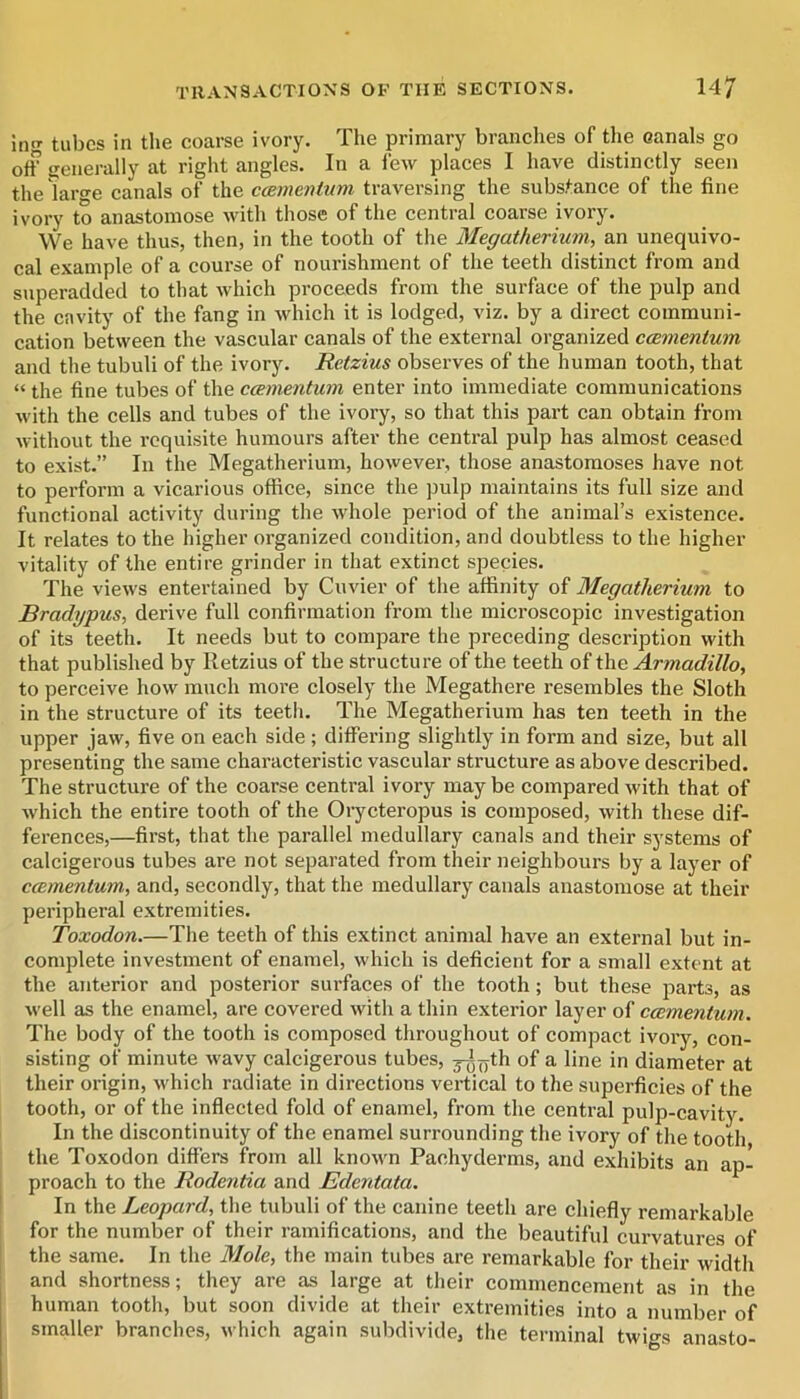 iiig tubes in the coarse ivory. The primary branches of the canals go off {generally at right angles. In a lew places I have distinctly seen the laro'e canals of the ccBmentum traversing the substance of the fine ivory to anastomose with those of the central coarse ivory. We have thus, then, in the tooth of tlie Megatherium, an unequivo- cal example of a course of nourishment of the teeth distinct from and superadded to that which proceeds from the surface of the pulp and the cavity of the fang in which it is lodged, viz. by a direct communi- cation between the vascular canals of the external organized ccementum and the tubuli of the ivory. Retzius observes of the human tooth, that “ the fine tubes of the ccementum enter into immediate communications with the cells and tubes of the ivory, so that this part can obtain from without the requisite humours after the central pulp has almost ceased to exist.” In the Megatherium, however, those anastomoses have not to perform a vicarious office, since the pulp maintains its full size and functional activity during the whole period of the animal’s existence. It relates to the higher organized condition, and doubtless to the higher vitality of the entire grinder in that extinct species. The views entertained by Cuvier of the affinity of Megatherium to Bradypus, derive full confirmation from the microscopic investigation of its teeth. It needs but to compare the preceding description with that published by Retzius of the structure of the teeth of the Armadillo, to perceive how much more closely the Megathere resembles the Sloth in the structure of its teeth. The Megatherium has ten teeth in the upper jaw, five on each side ; differing slightly in form and size, but all presenting the same characteristic vascular structure as above described. The structure of the coarse central ivory may be compared with that of which the entire tooth of the Oi-ycteropus is composed, with these dif- ferences,—first, that the parallel medullary canals and their systems of calcigerous tubes are not separated from their neighbours by a layer of ccementum, and, secondly, that the medullary canals anastomose at their peripheral extremities. Toxodon.—The teeth of this extinct animal have an external but in- complete investment of enamel, which is deficient for a small extent at the anterior and posterior surfaces of the tooth; but these parts, as well as the enamel, are covered with a thin exterior layer of ccementum. The body of the tooth is composed throughout of compact ivory, con- sisting of minute wavy calcigerous tubes, j^^yth of a line in diameter at their origin, which radiate in directions vertical to the superficies of the tooth, or of the inflected fold of enamel, from the central pulp-cavity. In the discontinuity of the enamel surrounding the ivory of the tooth the Toxodon differs from all known Pachyderms, and exhibits an ap- proach to the Rodentia and Edentata. In the Leopard, the tubuli of the canine teeth are chiefly remarkable for the number of their ramifications, and the beautiful curvatures of the same. In the Mole, the main tubes are remarkable for their width and shortness; they are as large at their commencement as in the human tooth, but soon divide at their extremities into a number of smaller branches, which again sulidivide, the terminal twigs anasto-