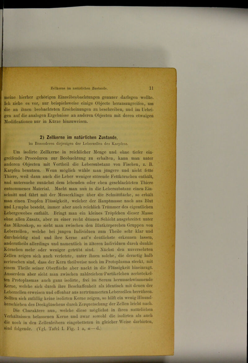 meine hierher gehörigen Einzelbeobachtungcn genauer darlegen wollte. Ich ziehe es vor, nur beispielsweise einige Objecte heraiiszugrcifeii, um die an ihnen beobachteten Erscheinungen zu beschreiben, und im Uebri- gen auf die analogen Ergebnisse au anderen Objecten mit deren etwaigen Modificationeu nur in Kürze hinzuweisen. 2) Zellkerne im natürlichen Zustande, im Besonderen diejenigen der Leberzellen des Karpfens. Um isolirte Zellkerne in reichlicher Menge und ohne tiefer ein- greifende Proceduren zur Beobachtung zu erhalten, kann man unter anderen Objecten mit Vortheil die Lebersubstanz von Fischen, z. B. Karpfen benutzen. Wenn möglich wähle man jüngere und nicht fette Thiere, weil dann auch die Leber weniger störende Fettkörnchen enthält, und untersuche zunächst dem lebenden oder eben geschlachteten Thiere entnommenes Material. Macht man nun in die Lebersubstanz einen Ein- schnitt und fährt mit der Messerklinge über die Schnittfläche, so erhält man einen Tropfen Flüssigkeit, welcher der Hauptmasse nach aus Blut und Lymphe besteht, immer aber auch reichlich Trümmer des eigentlichen Lebergewebes enthält. Bringt mau ein kleines Tröpfchen dieser Masse ohne allen Zusatz, aber zu einer recht dünnen Schicht ausgebreitet unter das Mikroskop, so sieht man zwischen den Blutkörperchen Gruppen von Leberzelleu, welche bei jungen Individuen zum Theile sehr klar und durchsichtig sind und ihre Kerne auf’s deutlichste erkennen lassen, anderntheils allerdings und namentlich in älteren Individuen durch dunkle Körnchen mehr oder weniger getrübt sind. Nächst den unversehrten Zellen zeigen sich auch verletzte, unter ihnen solche, die derartig halb zerbrochen sind, dass der Kern theilweise noch im Protoplasma steckt, mit einem Theile seiner Oberfläche aber nackt in die Flüssigkeit hineiuragt. Ausserdem aber sieht man zwischen zahlreichen Partikelchen zerbröckel- ten Protoplasmas auch ganz isolirte, frei im Serum herumschwimmende Kerne, welche sich durch ihre Beschaffenheit als identisch mit denen der Lcberzcllen erweisen und offenbar aus zertrümmerten Leberzellen herrühren. Sollten sich zufällig keine isolirten Kerne zeigen, so hilft ein wenig Hinund- herschieben des Deckgläschens durch Zerquetschung der Zellen leicht nach. Die Charaktere nun, welche diese möglichst in ihren natürlichen ^ erhältnissen belassenen Kerne und zwar sowohl die isolirten als auch die noch in den Zellenleiberu eingebetteten in gleicherweise darbieten, sind folgende. (Vgl. Tafel I. Fig. 1 a, «— d.)