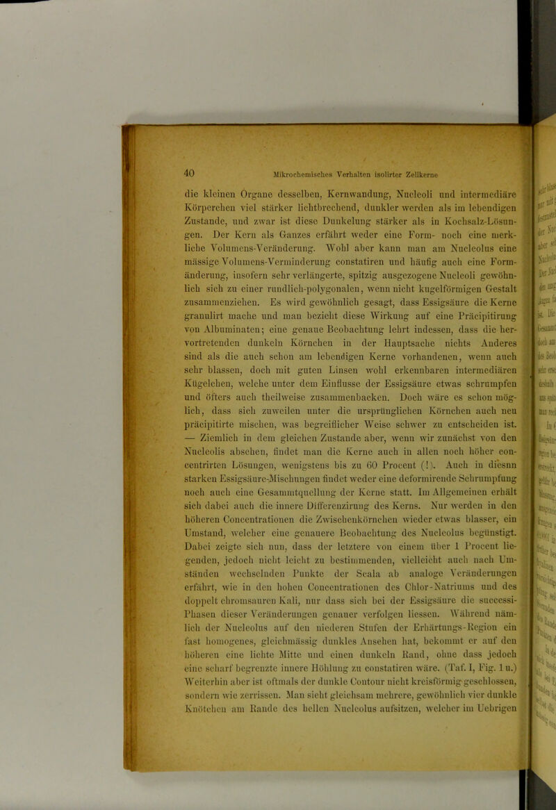 Zustande, und zwar ist diese Dunkelung stärker als in Kochsalz-Lösun- gen. Der Kern als G-anzes erfährt weder eine Form- noch eine nierk- mässige Volumens-Verniinderung constatiren und häufig auch eine Form- änderung, insofern sehr verlängerte, spitzig ausgezogene Nucleoli gewöhn- — Ziemlich in dem gleichen Zustande aber, wenn wir zunächst von den starken Essigsäure-Mischungen findet weder eine deformirende Schrumpfung noch auch eine Gesammtquellung der Kerne statt. Im Allgemeinen sich dabei auch die innere üifferenzirung des Kerns. Nur Averden ; höheren Concentrationen die Zwischeukörncheu wieder etwas blass» Umstand, welcher eine genauere Beobachtung des Nucleolus begü Dabei zeigte sich nun, dass der letztere von einem über 1 Proce genden, jedoch nicht leicht zu bestimmenden, vielleicht auch nac ständen wechselnden Punkte der Scala ab analoge Vcräudei erfährt, wie in den hohen Concentrationen des Chlor-Natriums ui doppelt chromsaurcu Kali, nur dass sich bei der Essigsäure die su Phasen dieser Veränderungen genauer verfolgen Hessen. M’ähreud liehe Volumeus-Veräuderung. Wohl aber kann man am Nucleolus zusammenzieheu. Es Avird geAVöhnlich gesagt, dass Essigsäure die Kerne granulirt mache und man bezieht diese Wirkung auf eine Präcipitirung von Albuminaten; eine genaue Beobachtung lehrt indessen, dass die her- vortretenden dunkeln Körnchen in der Hauptsache nichts Anderes sind als die auch schon am lebendigen Kerne A'orhandenen, Avenn auch sehr blassen, doch mit guten Linsen Avohl erkennbaren intermediären Kügelchen, Avelche unter dem Einflüsse der Essigsäure etwas schrumpfen und öfters auch theihveise zusammenbacken. Doch Aväre es schon mög- lich, dass sich zuAveilen unter die ursprünglichen Körnchen auch neu präcipitirte mischen, Avas begreiflicher Weise schAA'er zu entscheiden ist. Nucleolis absehen, findet man die Kerne auch iu allen noch höher con- centrirteu Lösungen, wenigstens bis zu 60 Procent (!). Auch in diesnn lieh sich zu einer rundlich-polygonalen, Avenn nicht kugelförmigen Gestalt lieh der Nucleolus auf den niederen Stufen der Erhärtungs-Begi< fast homogenes, gleichmässig dunkles Ansehen hat, bekommt er a' höheren eine lichte Mitte und einen dunkeln Baud, ohne dass , eine scharf begrenzte innere Höhlung zu constatiren Aväre. (Taf. 1, Fi Weiterhin aber ist oftmals der dunkle Ooutour nicht kreisförmigegesch sondern Avie zerrissen. Man sieht gleichsam mehrere, geAVöhnlich vier ( Knötchen am Bande des hellen Nucleolus aufsitzeu, Avelcher im Ue