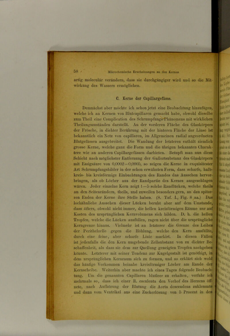 Mikrochemische Erseheinungen an den Kernen artig moleculiir verändern, dass sie durchgängiger wird und so die Mit- Avirkung des Wassers ermöglichen. C. Kerne der Capillargefässe. Demnächst aber möchte ick schon jetzt eine Beobachtung hinzufiigen, Avelche icb an Kernen von Blutcapillaren gemacht habe, obAAmhl dieselbe zum Theil eine Complication des Schrumpfungs^hänomens mit Avirklichen Theilungszuständen darstellt. An der vorderen Fläche des G-laskörpers der Frösche, in dichter Berührung mit der hinteren Fläche der Linse Ist bekanntlich ein Netz Amn capillaren, im Allgemeinen radial angeordneteii Blutgefässen ausgebreitet. Die Wandung der letzteren enthält ziemlich grosse Kerne, welche ganz die Form und die übrigen bekannten Charak- tere wie an anderen Capillargefässen darbieten. Betupft man nun diese Schicht nach möglichster Entfernung der G-allertsubstauz des Glaskörpers mit Essigsäure von 0,0002— 0,0005, so zeigen die Kerne in exquisitester Art Schrumpfungsbilder in der schon erwähnten Form, dass scharfe, halh- kreis- bis kreisförmige Einbuchtungen des Randes das Aussehen hervor- briugen, als ob Löcher aus der Raudpartie des Kernes ausgeschlageu Avären. Jeder einzelne Kern zeigt 1—5 solche Randlücken, welche theils an den Seiteuräudern, theils, und zuweilen besonders gern, an den spitze- ren Enden der Kerne ihre Stelle haben. (S. Taf. L, Fig. 8 aa.) Das lochähnliche Aussehen dieser Lücken beruht aber auf dem Umstande, dass öfters, obwohl nicht immer, die hellen kreisförmigen Räume nur auf Kosten des ursprünglichen Keruvolumens sich bilden. D. h. die hellen Tropfen, welche die Lücken ausfüllen, ragen nicht über die ursprüngliche Kerngrenze hinaus. Vielmehr ist au letzterer die Grenze des Leibes der Perithelzellc gegen die Höhlung, Avelche den Kern ausfüllte, durch eine feine, aber scharfe Linie markirt. In diesen Fällen ist jedenfalls die den Kern umgebende Zellsubstauz von zu dichter Be- schaffenheit, als dass sie dem zur Quellung geneigten Tropfen nachgeben könnte. Letzterer mit seiner Tendenz zur Kugelgestalt ist geuöthigt, in dem ursprünglichen Kernraum sich zu formen, und so erklärt sich Avohl das häufige Vorkommen beinahe kreisförmiger Löcher am Rande der Kernschcibc. Weiterhin aber machte ich eines Tages folgende Beobach- tung. Um die genannten Capillaren blutleer zu erhalten, A^erfuhr ich mehrmals so, dass ich einer R. esculeuta den Vorliof des Herzens öff- nete, nach Aufhörung der Blutung die Aorta dcsceudcns zuklemmte und dann vom Ventrikel aus eine Zuckcrlösung von 5 Rrocent in den L^rbeilä^ Ueiiii I jijiäit liät, Jb-’ Terjiöi 11 Ui Veri de«eu |}ci einer die W. 1. atirel U¥tea Löeli an kidi . If^^fffnrdi j| ‘H tiii